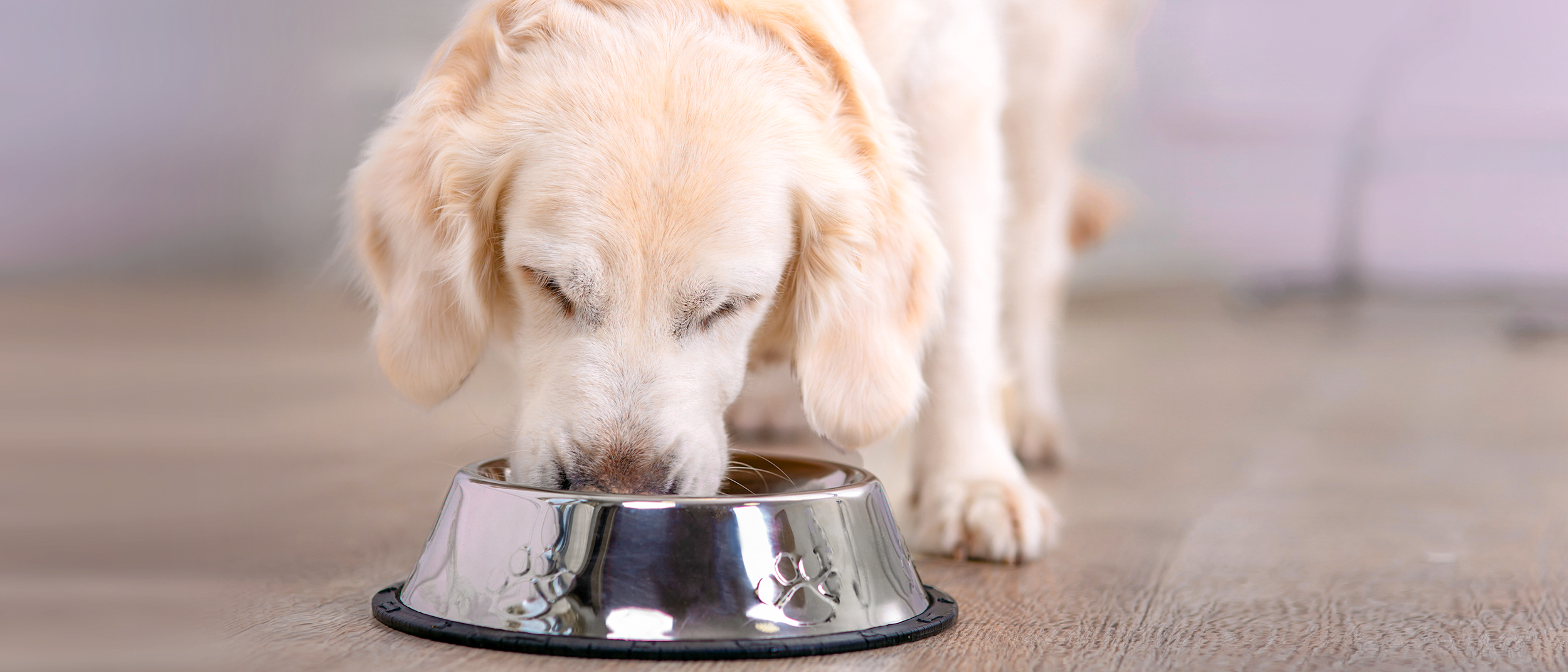 Anjing Golden Retriever dewasa berdiri di dalam ruangan, makan dari mangkuk perak.