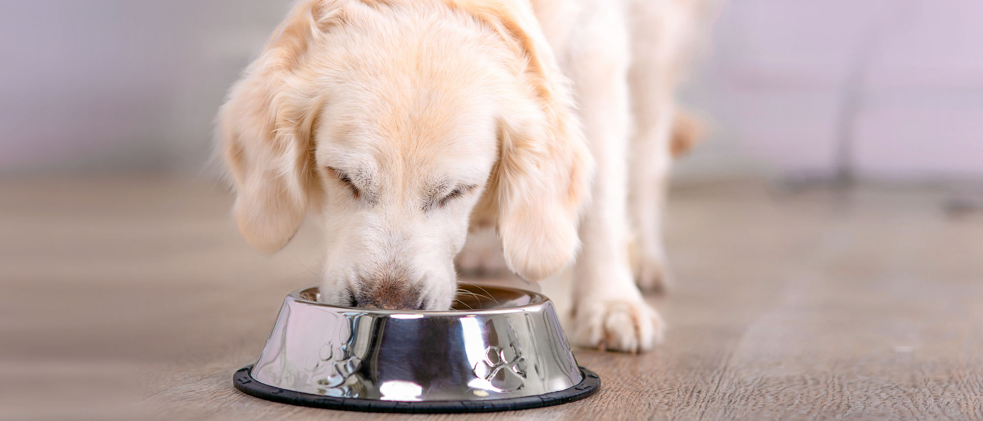 how your dogs diet affects their skin 