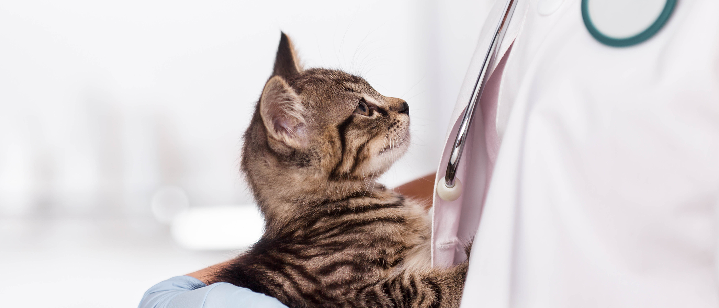 Gatito siendo cargado por un veterinario en una clínica