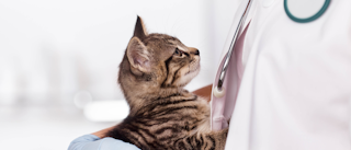 Kitten being held by a vet in a clinic