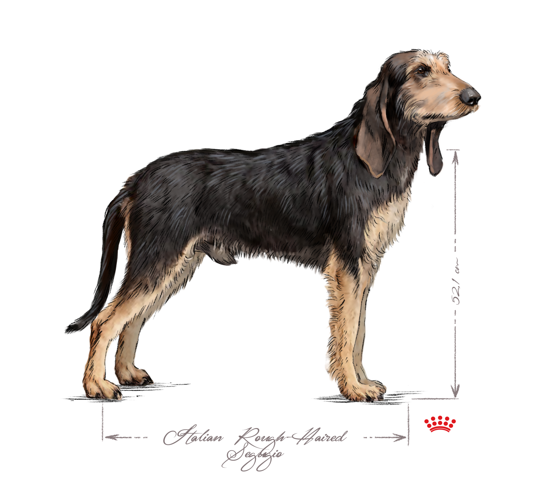 Italian Coarsehaired Hound adult black and white