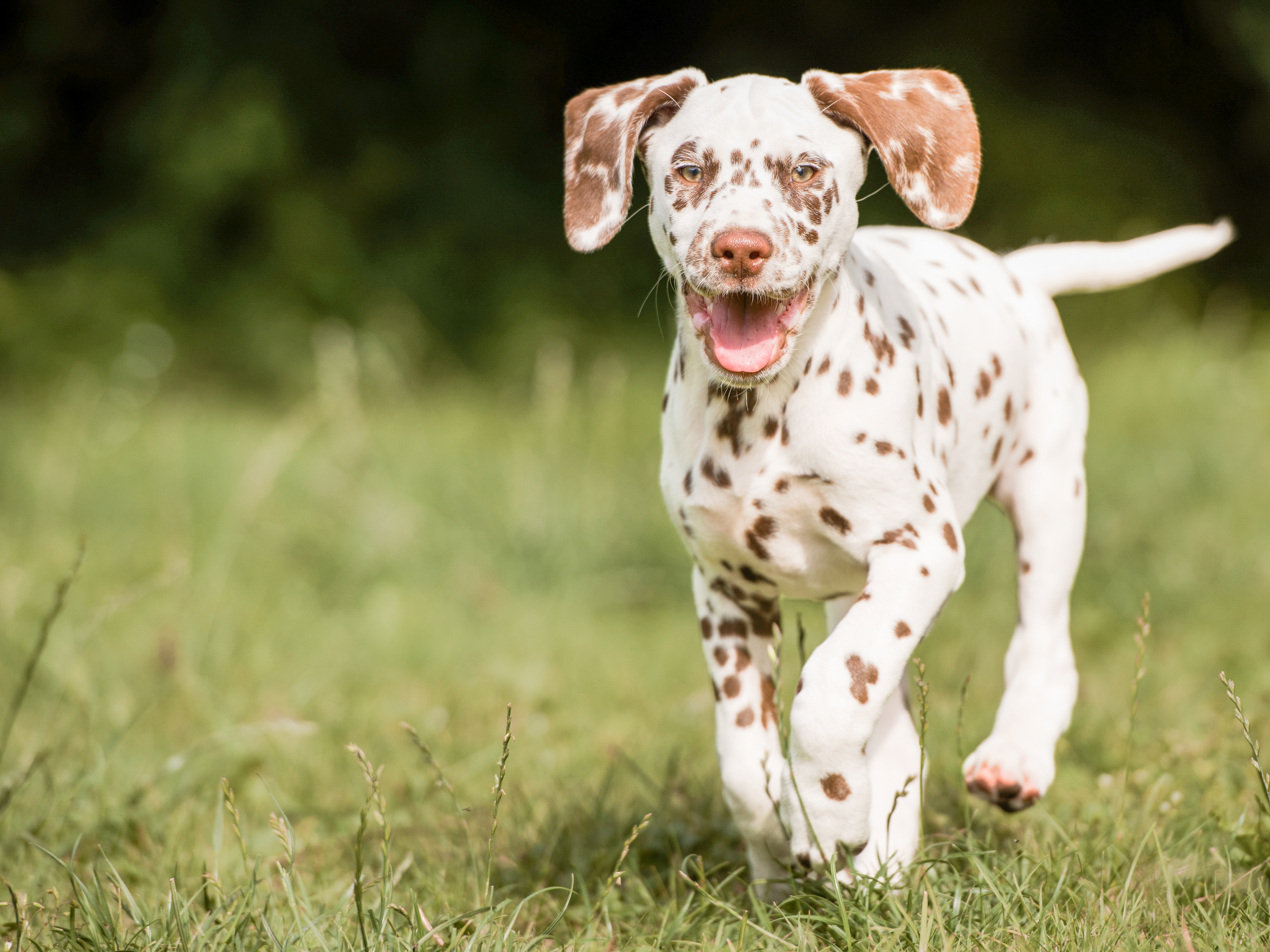 Dalmatian puppy running outdoors in a garden