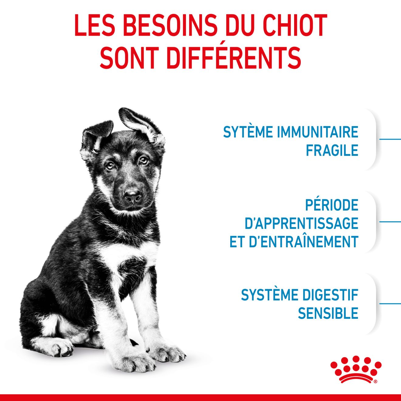 Maxi Puppy pour chiot