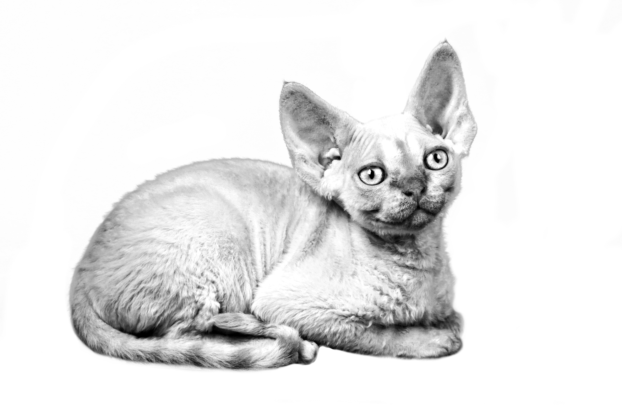 Devon Rex acurrucado en blanco y negro