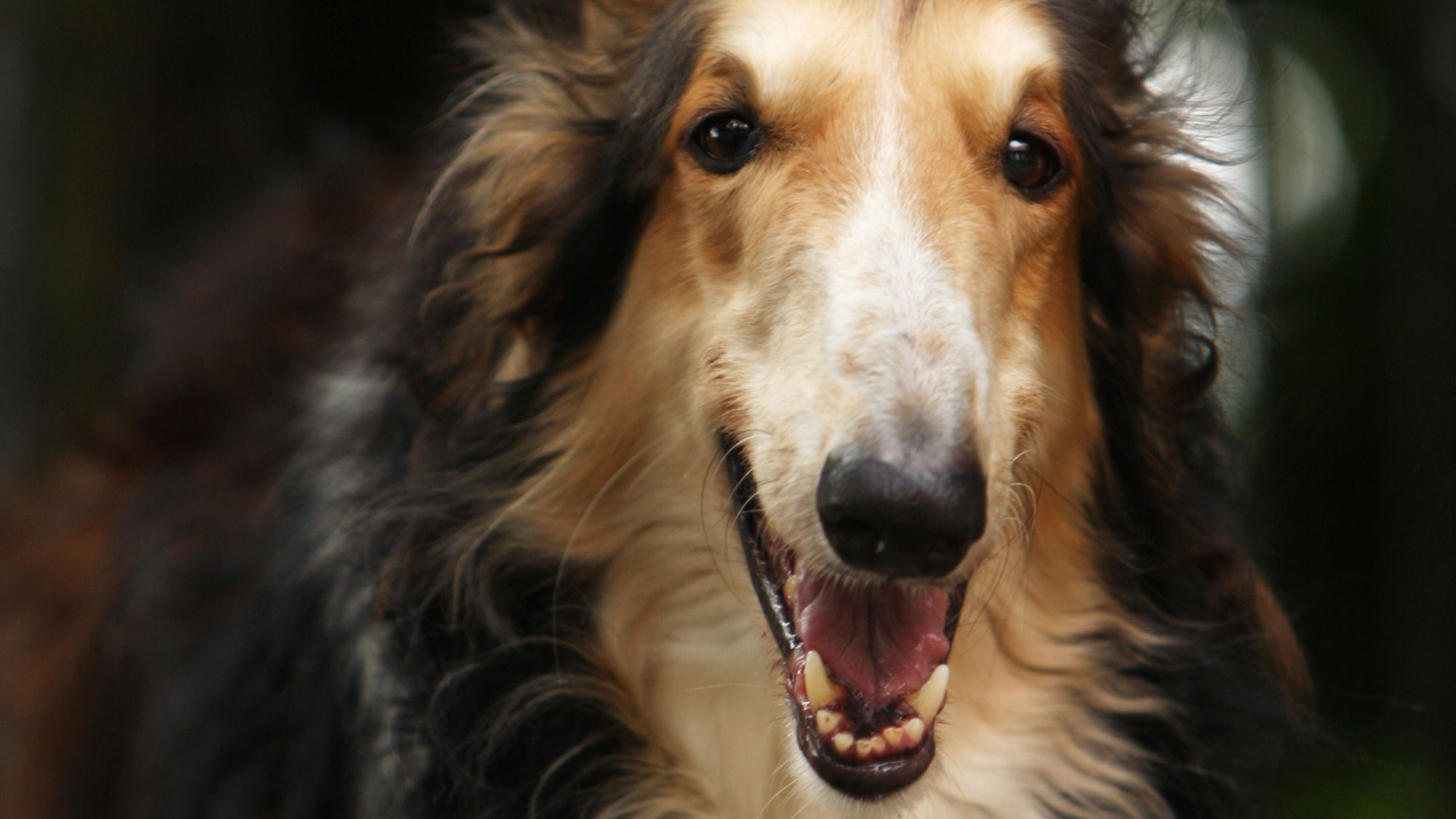 close-up of a black Borzoi facing the camera, tongue out