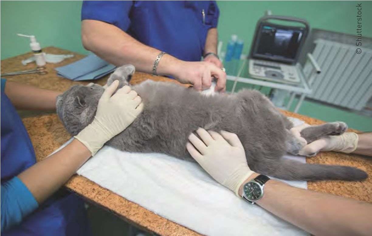 Figura 3. Os gatos têm necessidades únicas quando se trata de procedimentos de diagnósticos. É imperativo que a equipe da clínica saiba como agir nesse caso.© Shutterstock