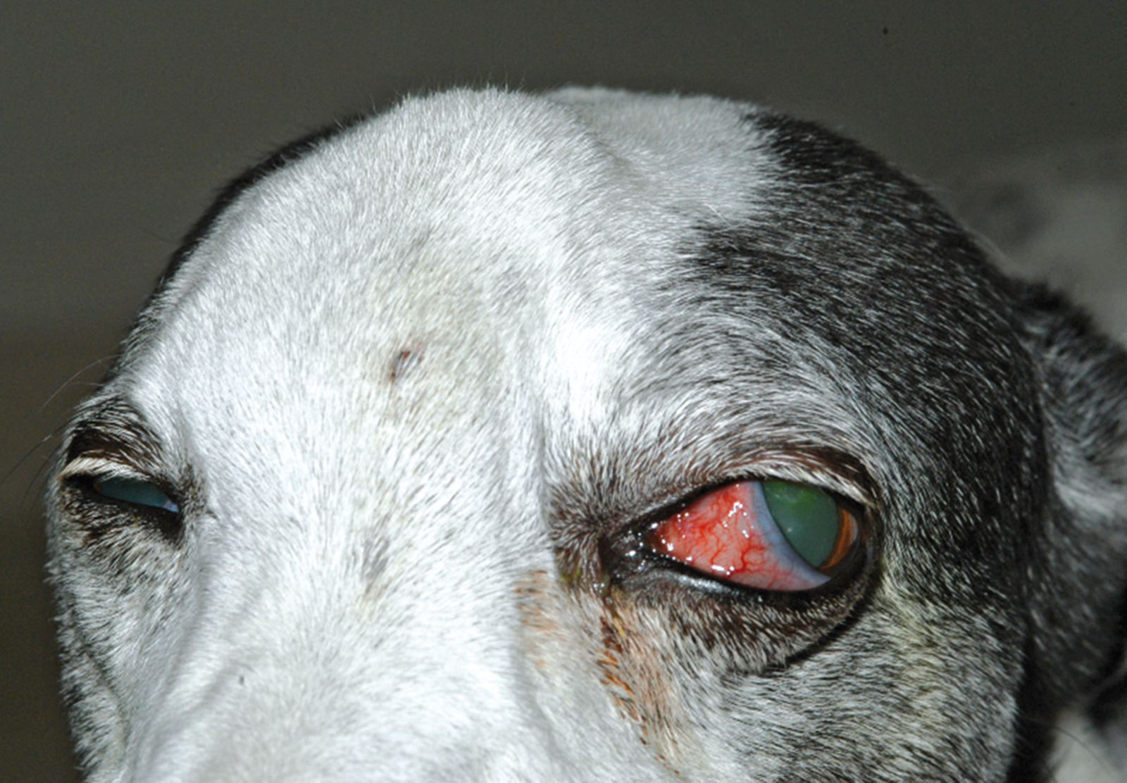 what causes dogs eyes to droop