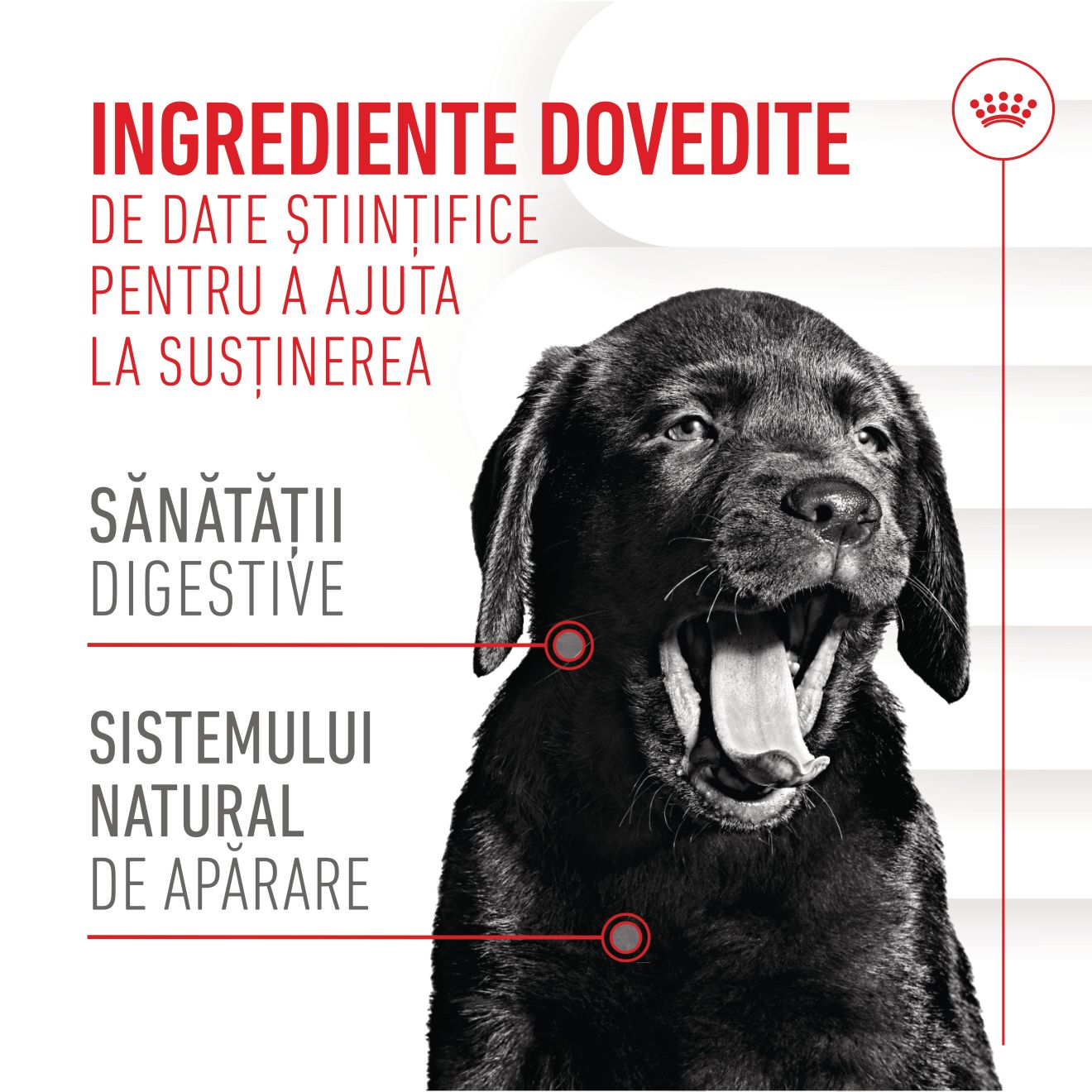 IMMUNITY & DIGESTION CHEWS