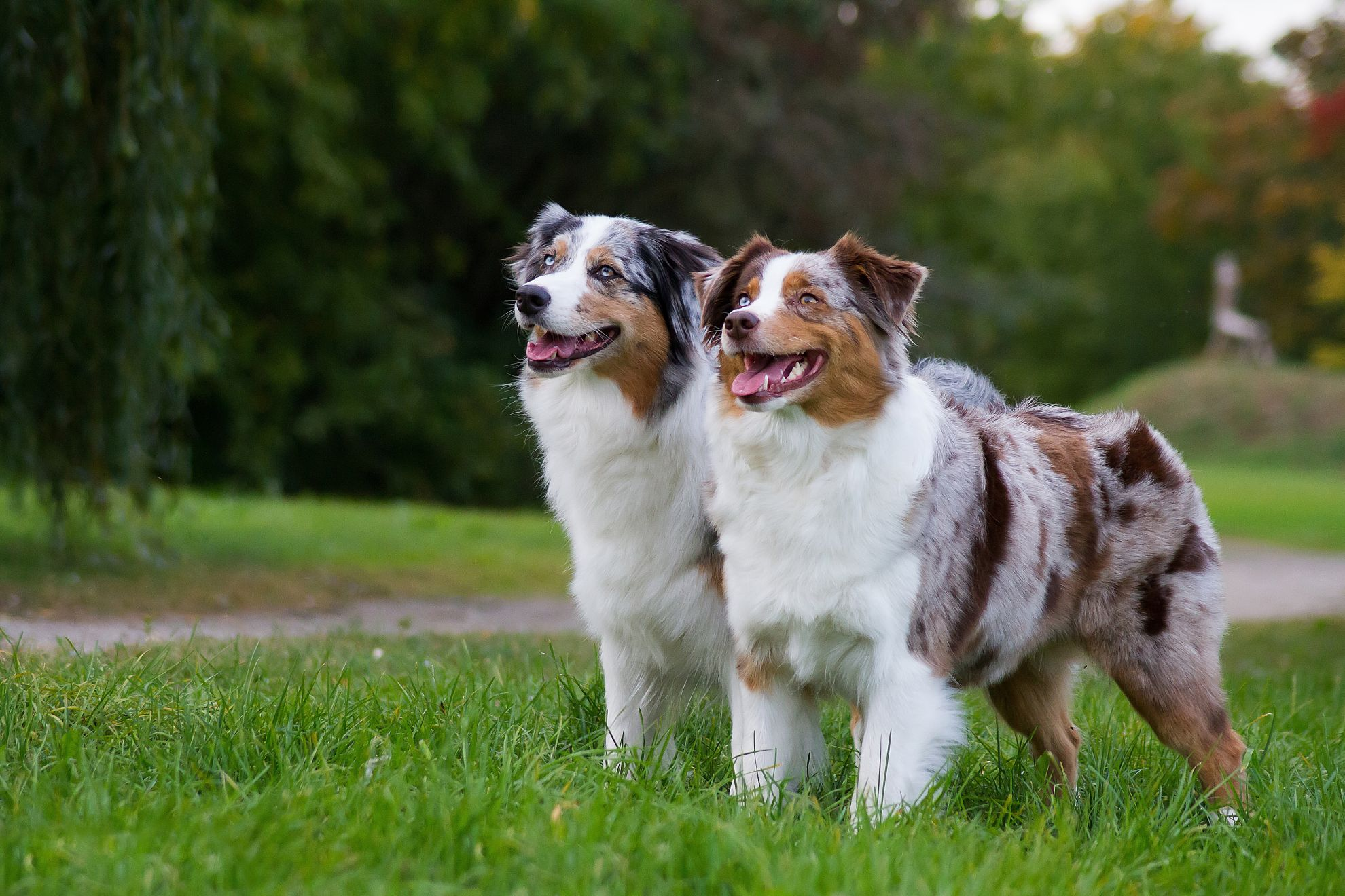 two-australian-shepherd-dogs-standing