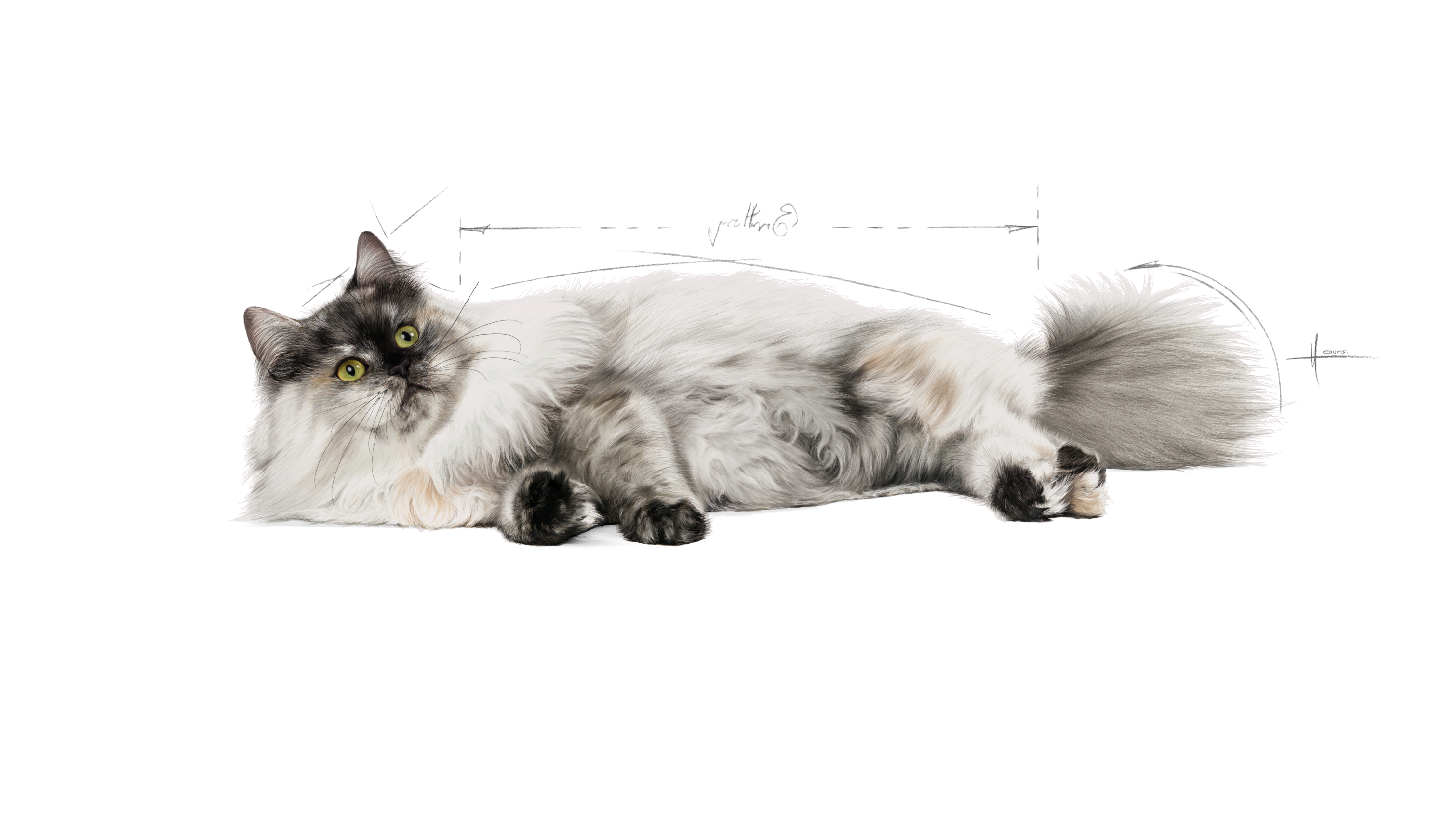 royal canin hair and skin cat food