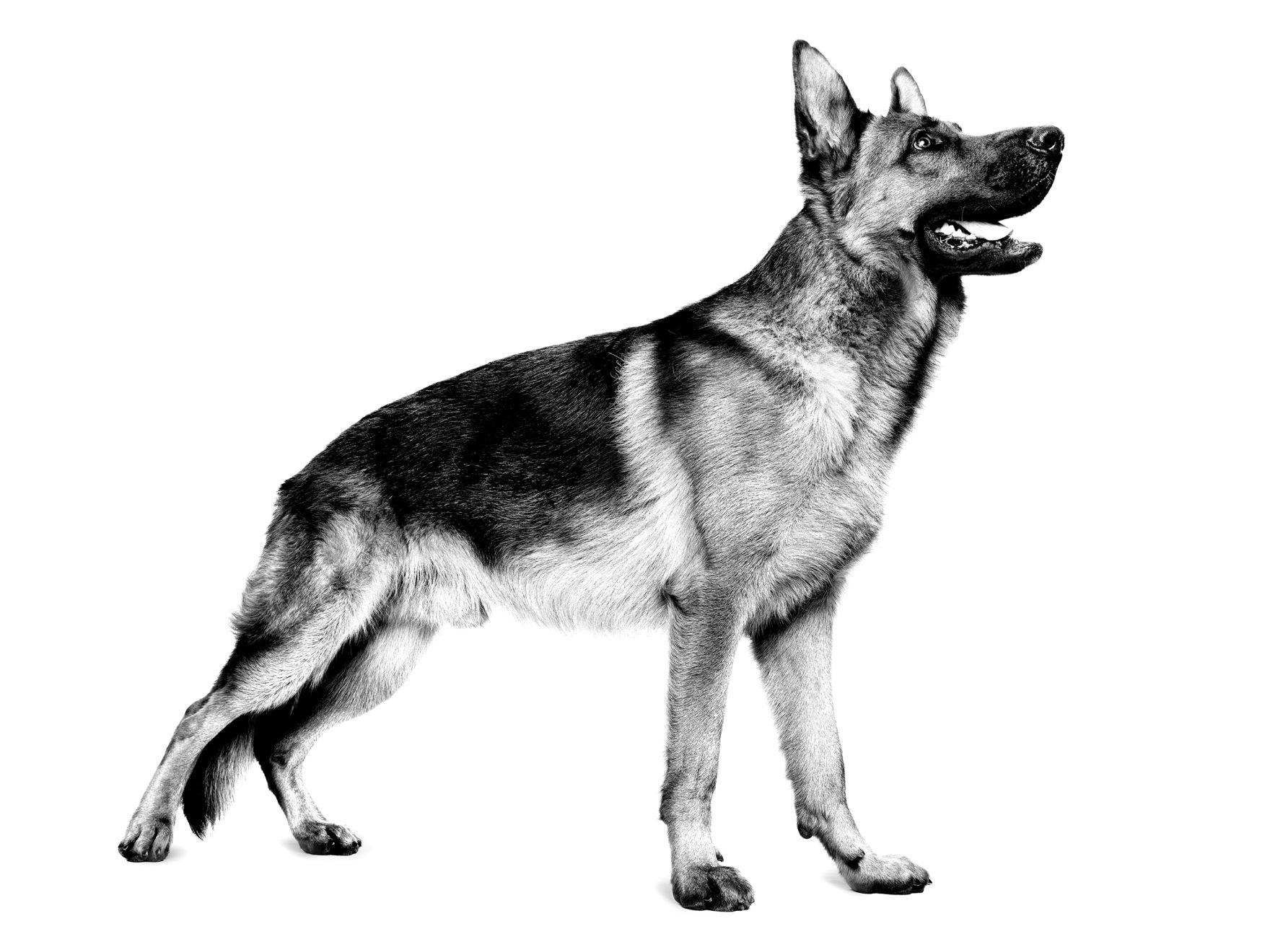 German Shepherd adult standing in black and white on a white background