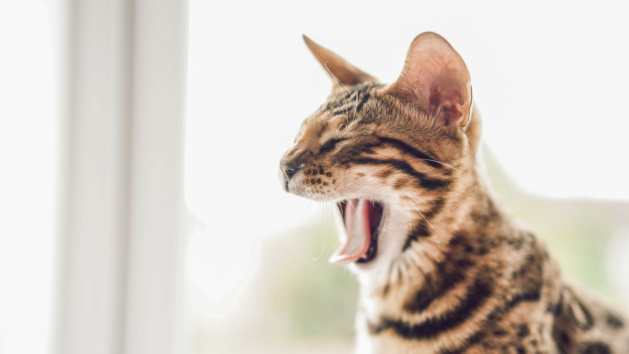 Bengal kitten sitting and yawning outdoors