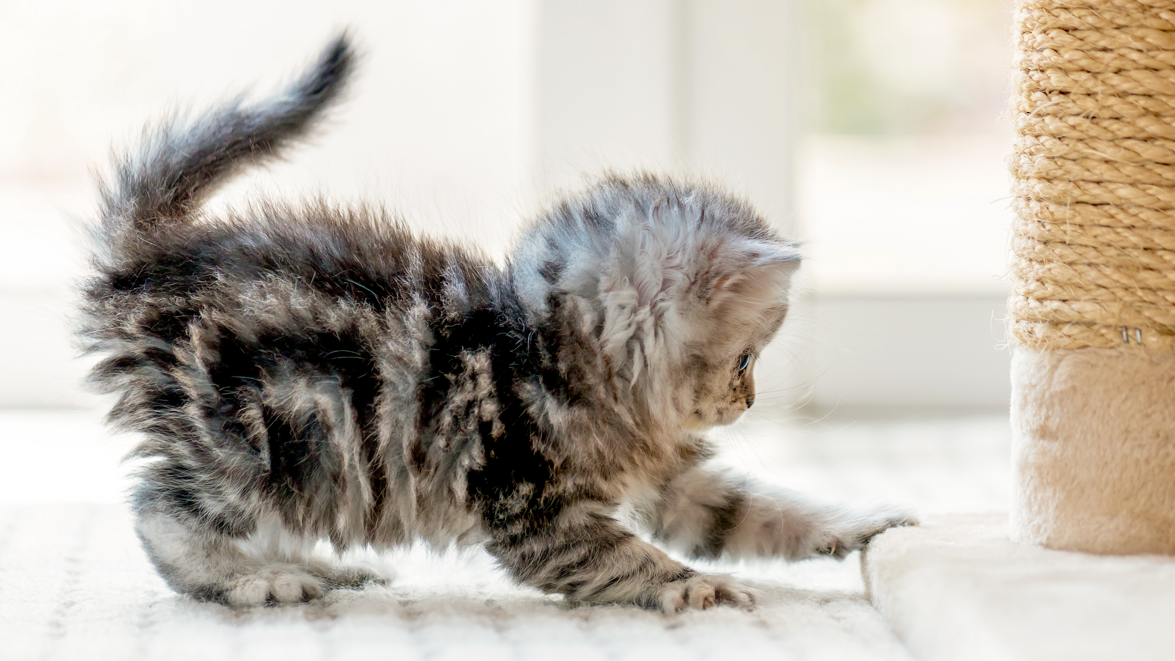 Small kitten playing with a cat tree indoors