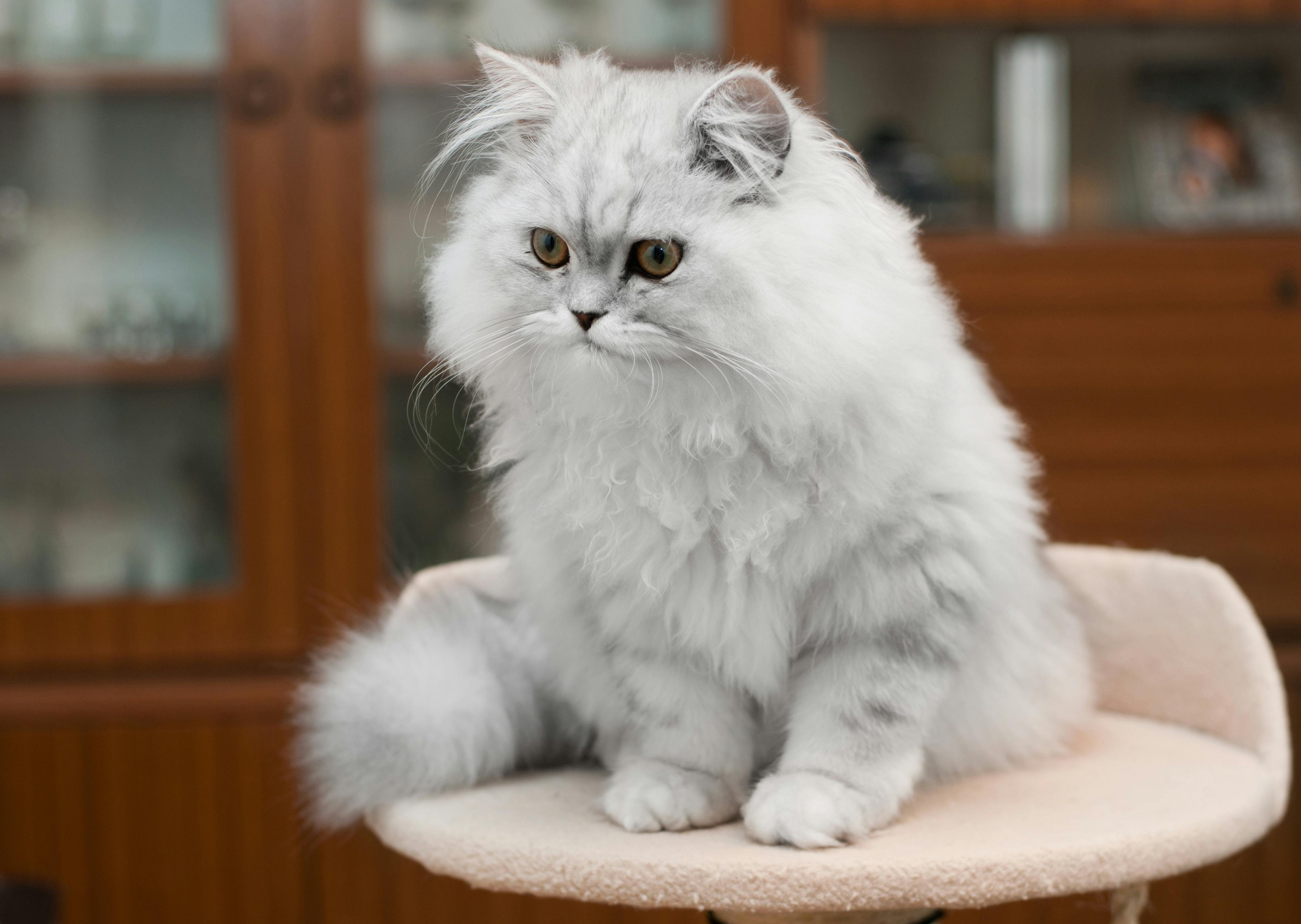 Порода кошек Персидская кошка