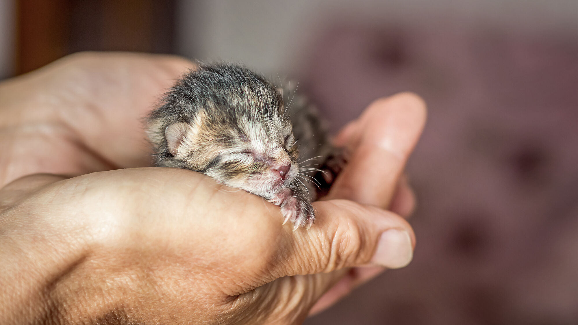 Newborn kitten care the important things to know