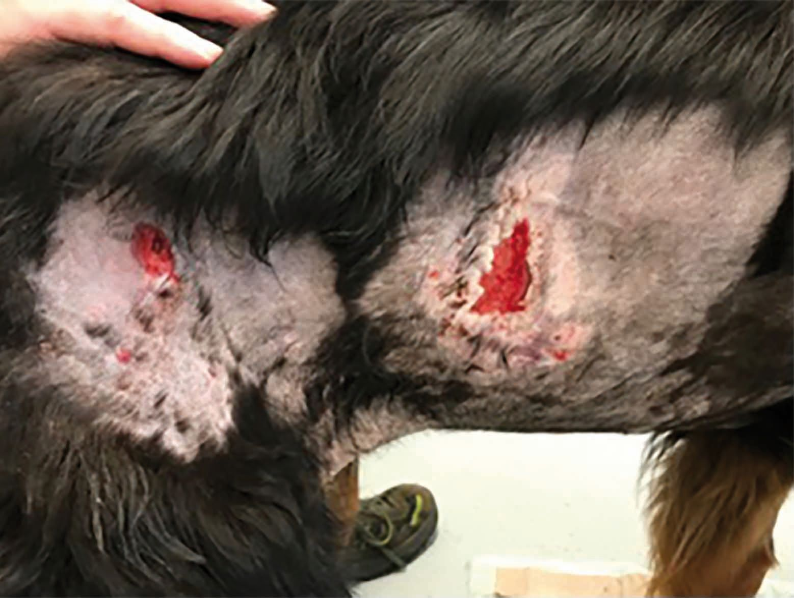 Necrotizing fasciitis in an eight-year-old immunosuppressed Bernese Mountain dog treated with CAPP, from day 11.