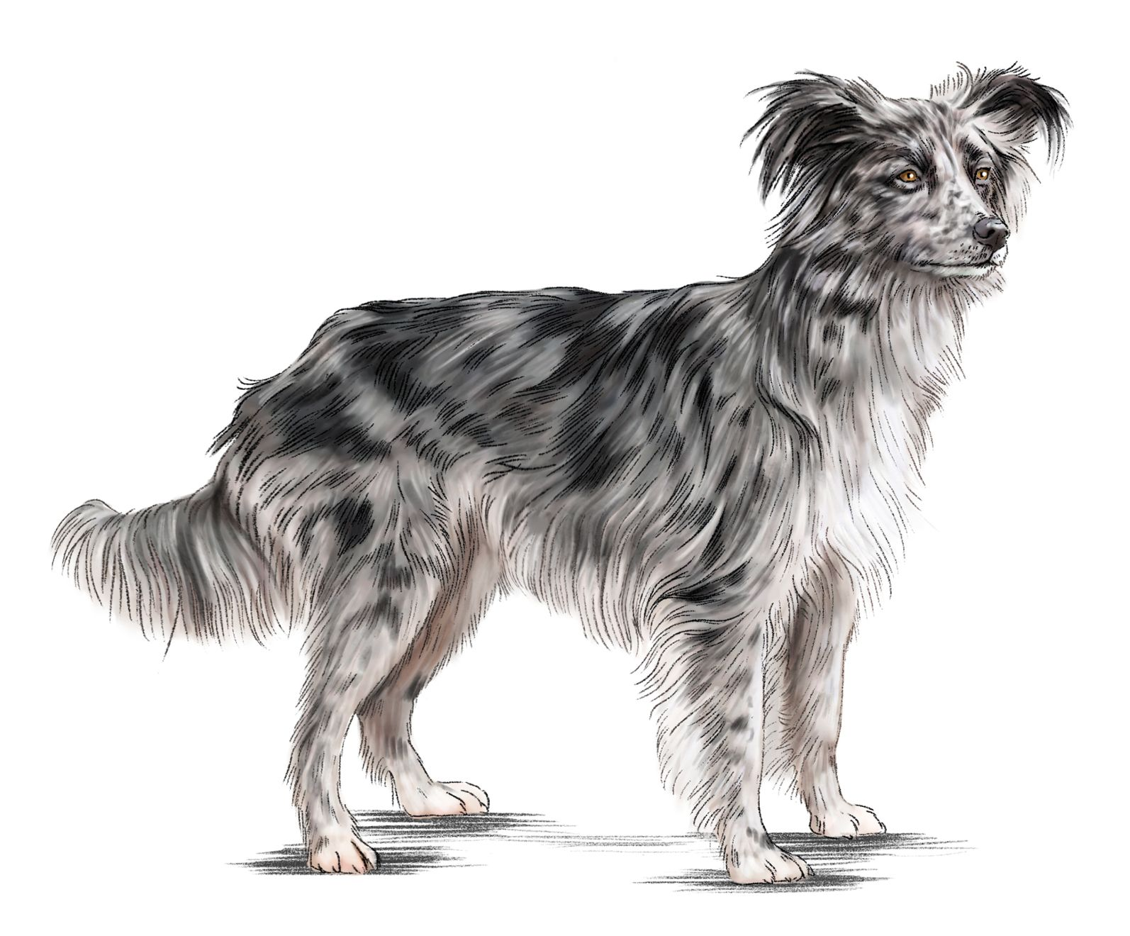 Pyrenean Shepherd, Smooth-Faced