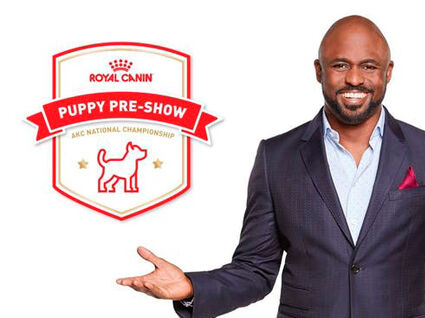 Puppy pre show