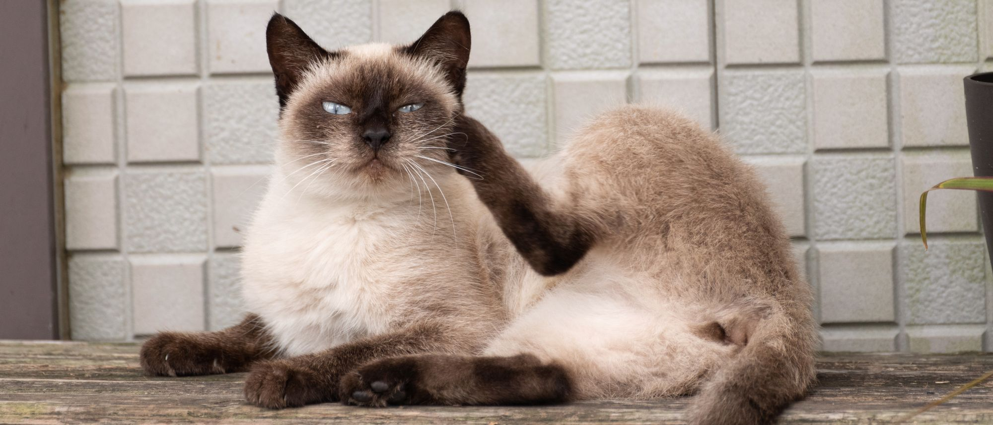 Cat scratching face with paw, sat on counter