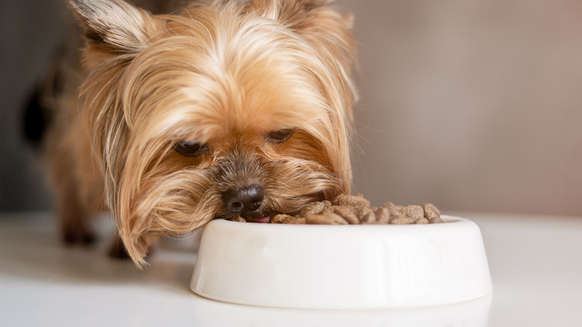 how much to feed a yorkshire terrier puppy