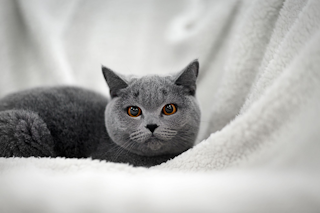 КОШАЧЬЯ ТРЕВОГА И КОШАЧИЙ СТРЕСС КАК ПОМОЧЬ