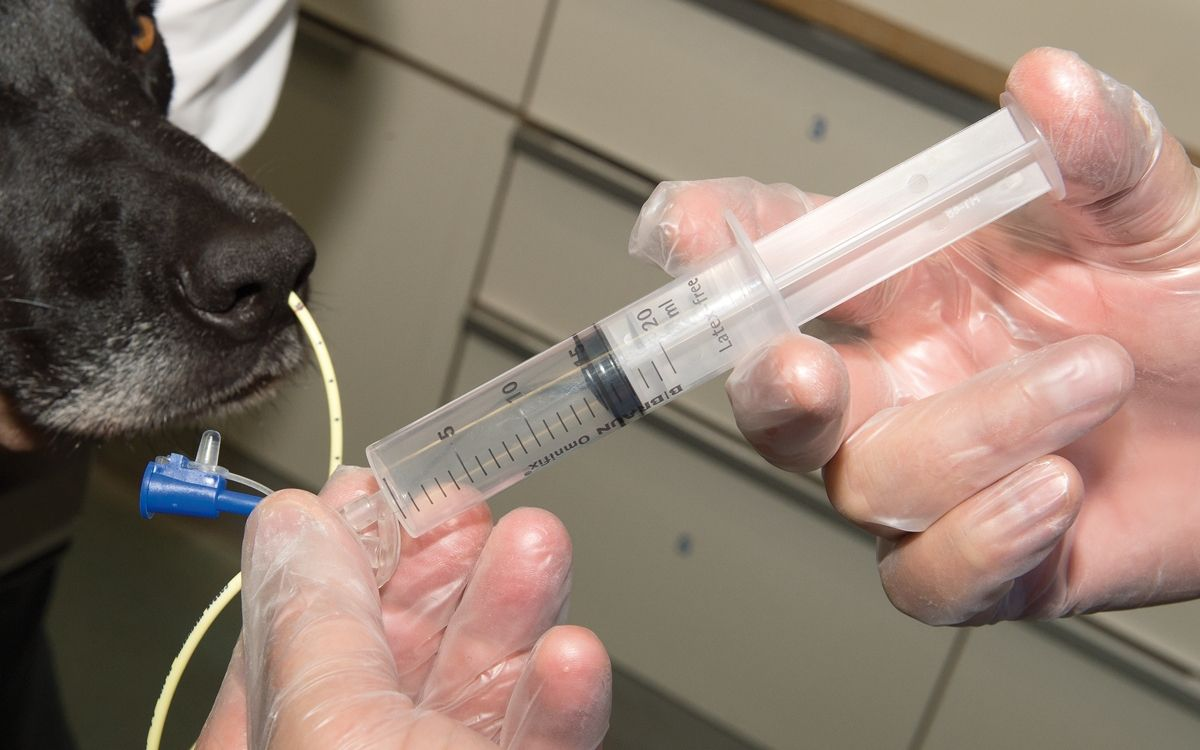 A short guide to... Nasal feeding tubes in dogs Vet Focus