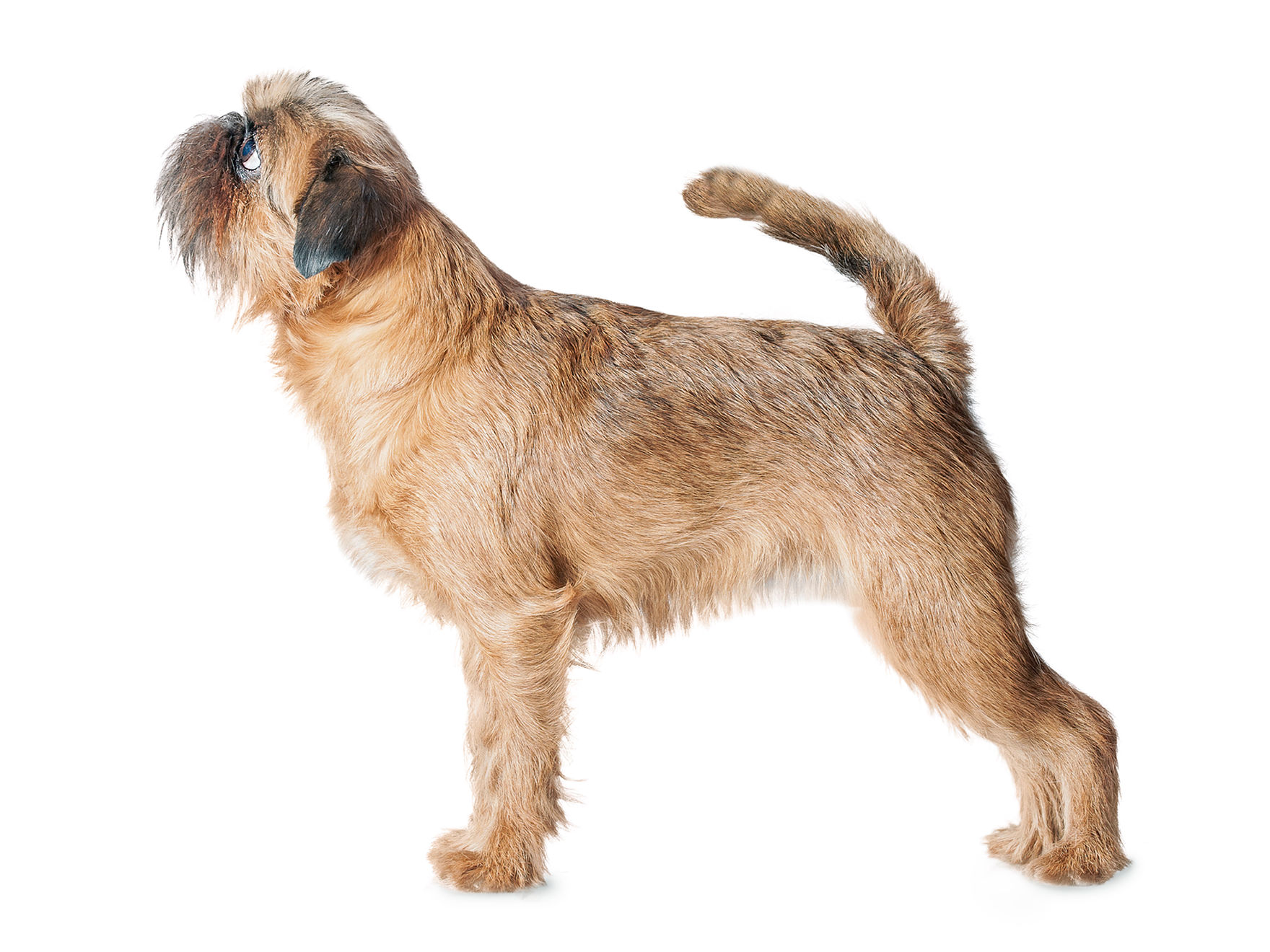 Brussels Griffon adult in black and white