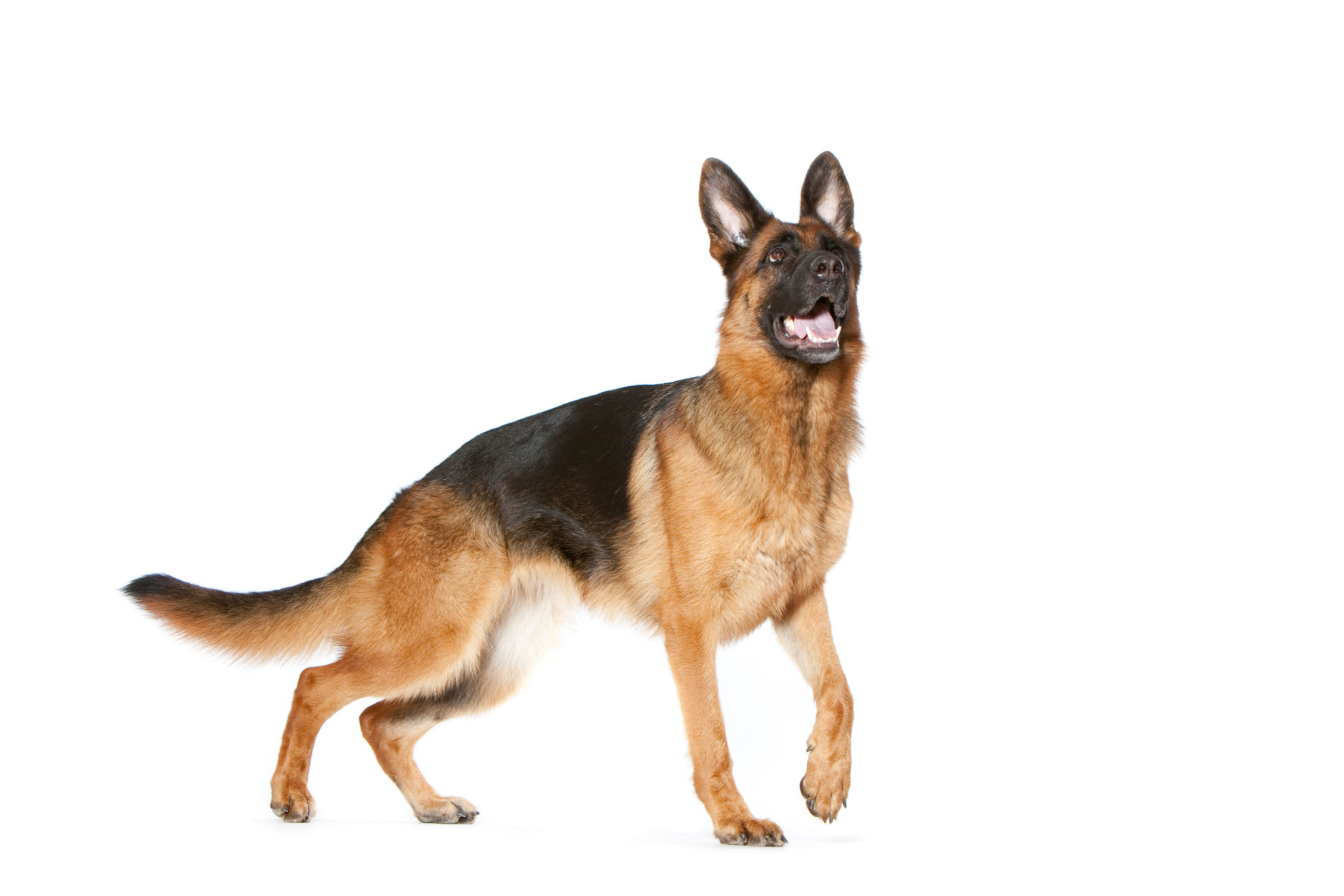 berger allemand