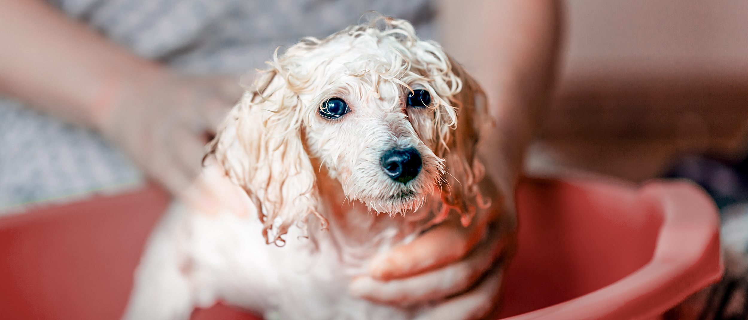 Puppy dog standing in a large red bowl being washed by its owner.