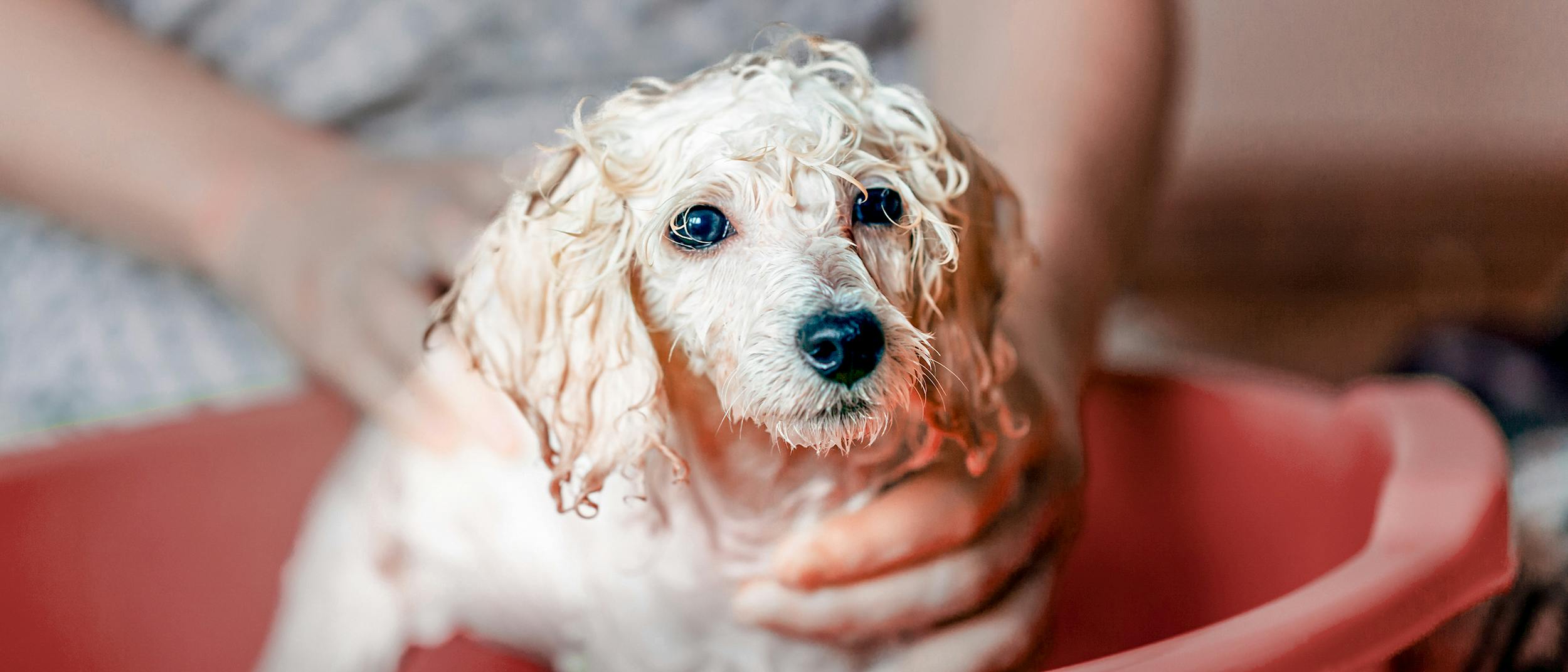 El Groomer Seca Al Perro Con Secador De Pelo Después Del Baño