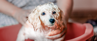 Puppy dog standing in a large red bowl being washed by its owner.