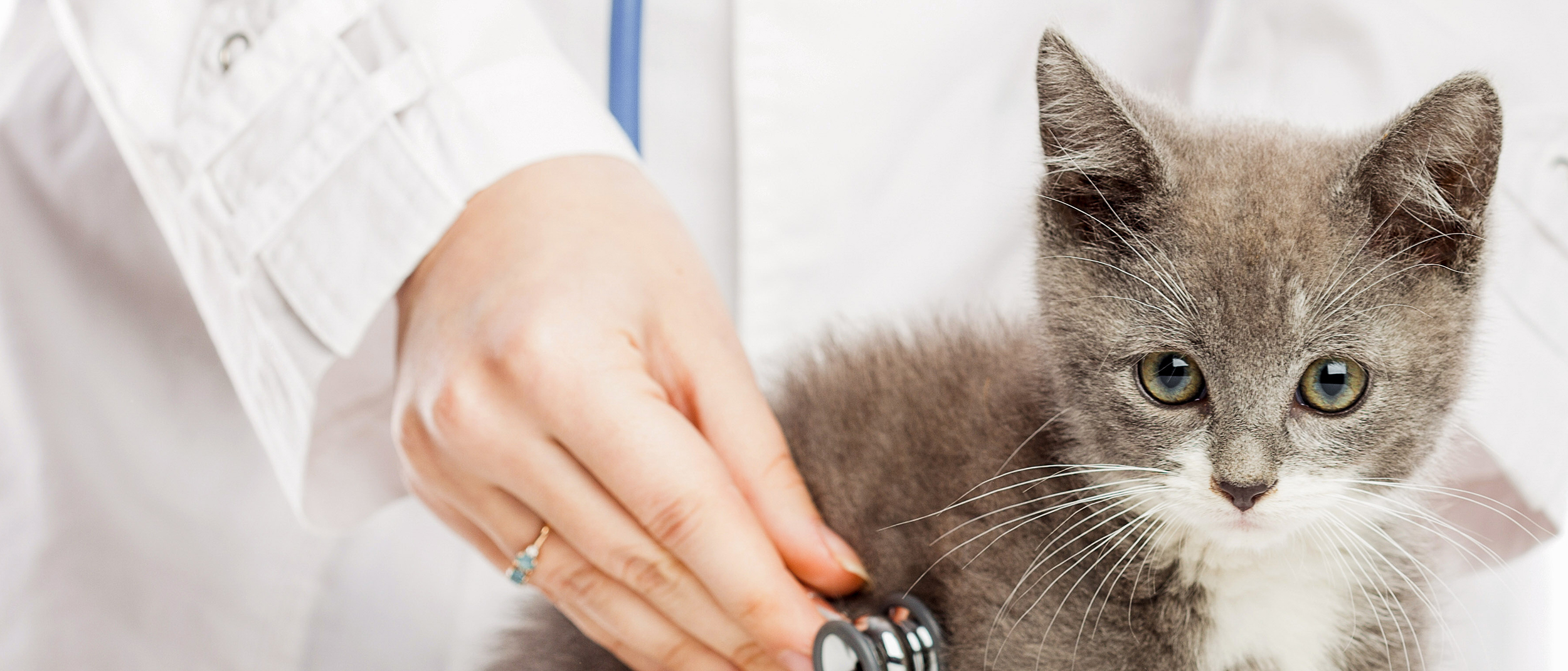 Gatito gris sentado mientras lo examina un veterinario.