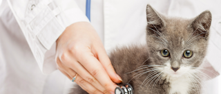 Grey kitten being examined by a vet