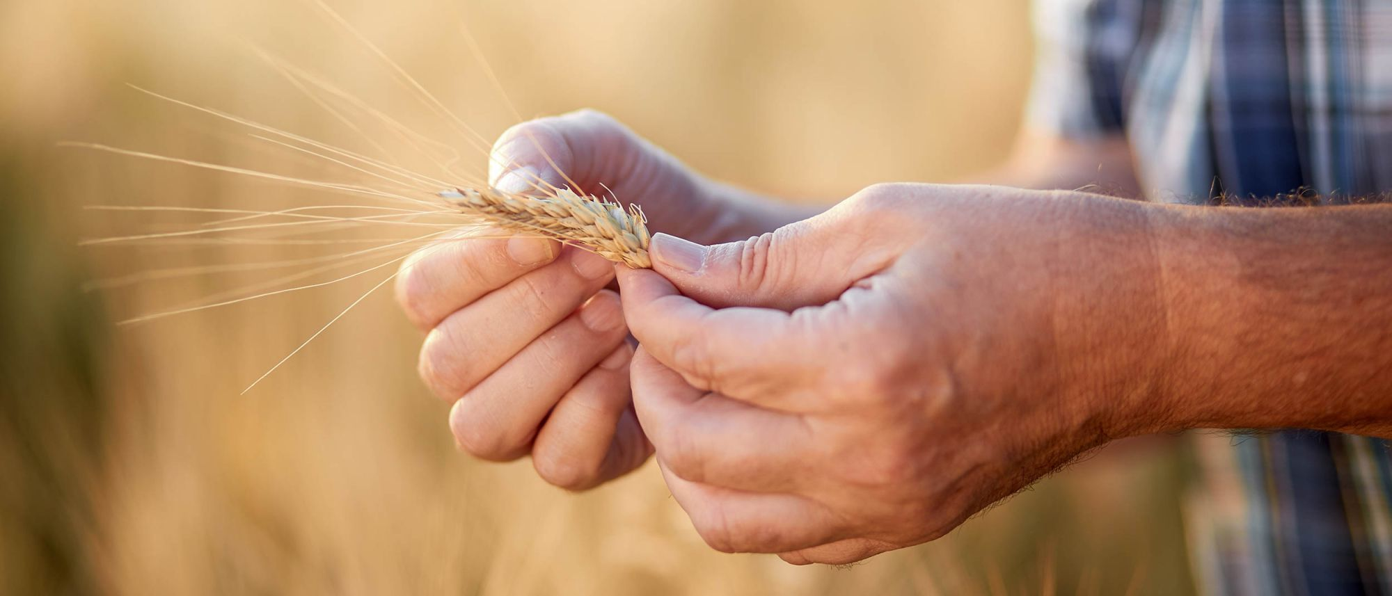 Homem a segurar trigo num campo