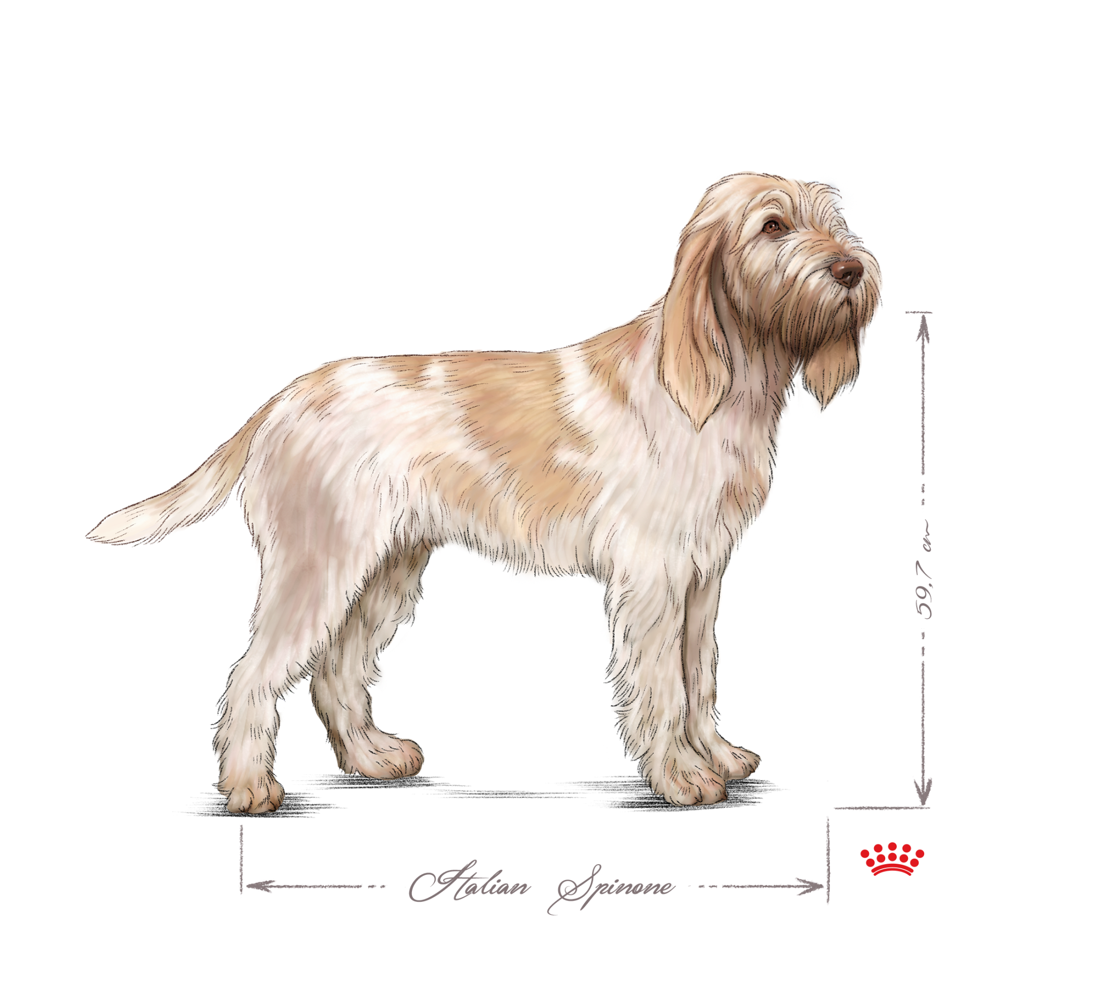 Italian Spinone adult black and white