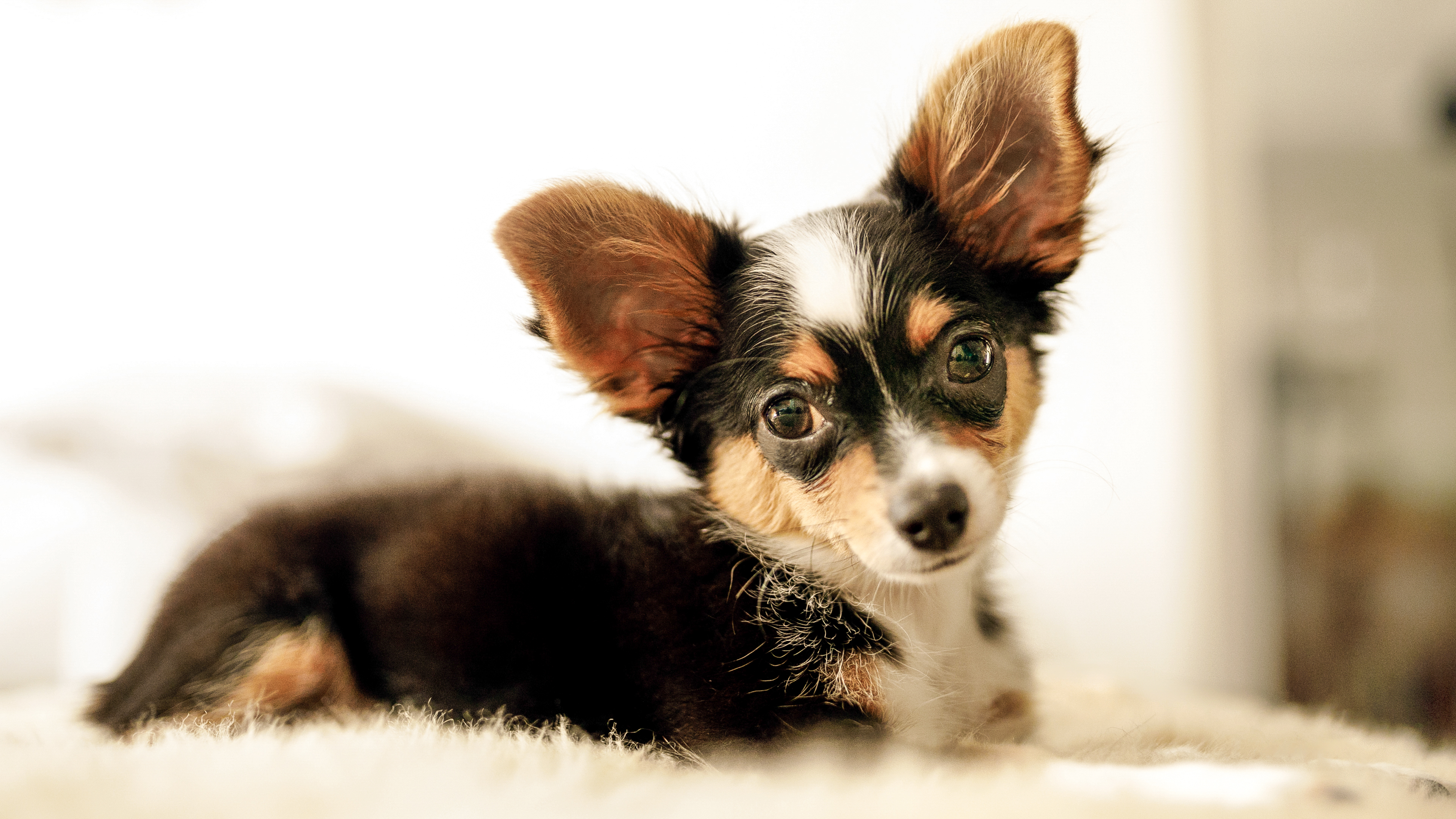 Chihuahua puppy lying down on a blanket