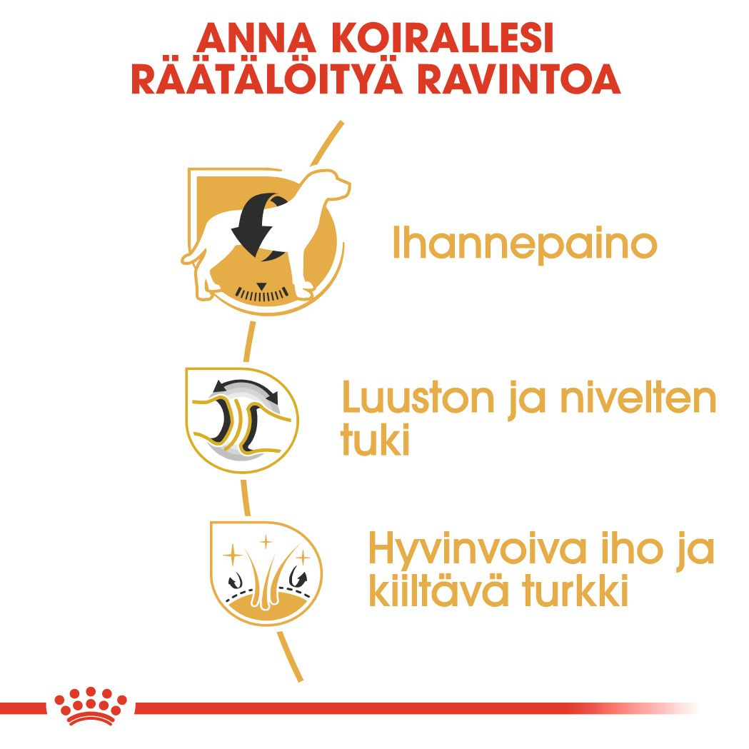 Labrador Retriever Adult