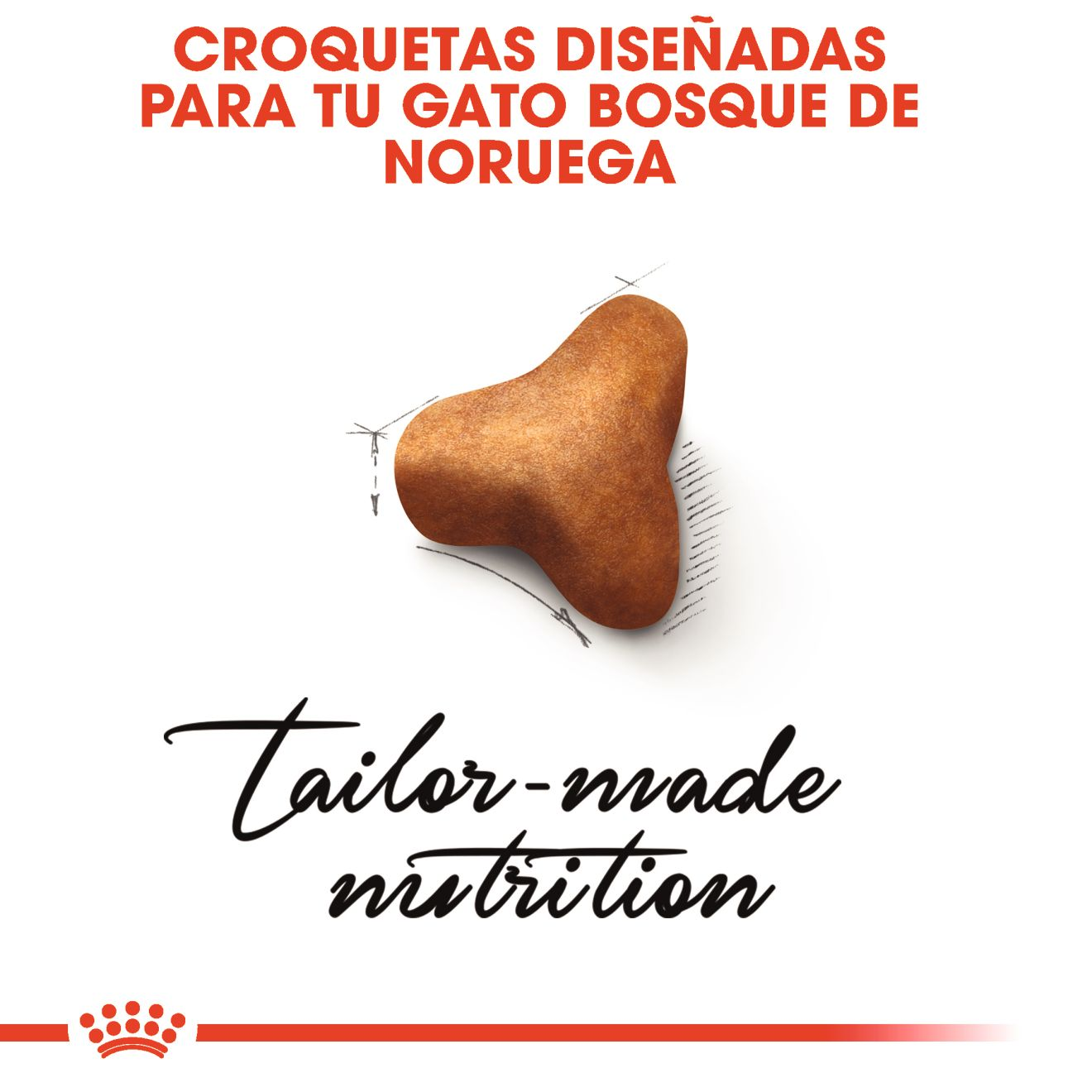 Norwegian Forest Cat Adult