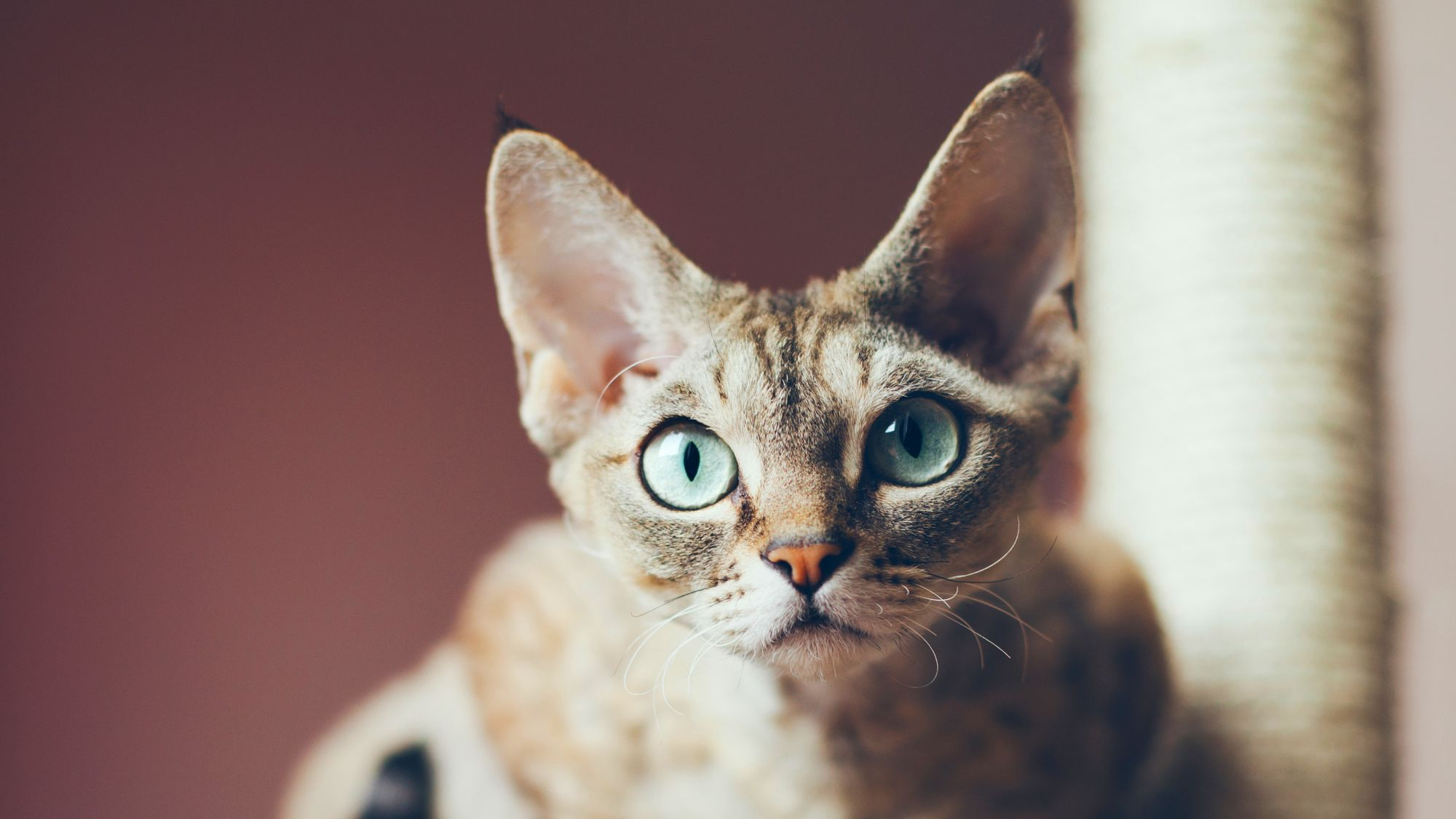 Primer plano de un Devon Rex con ojos azules