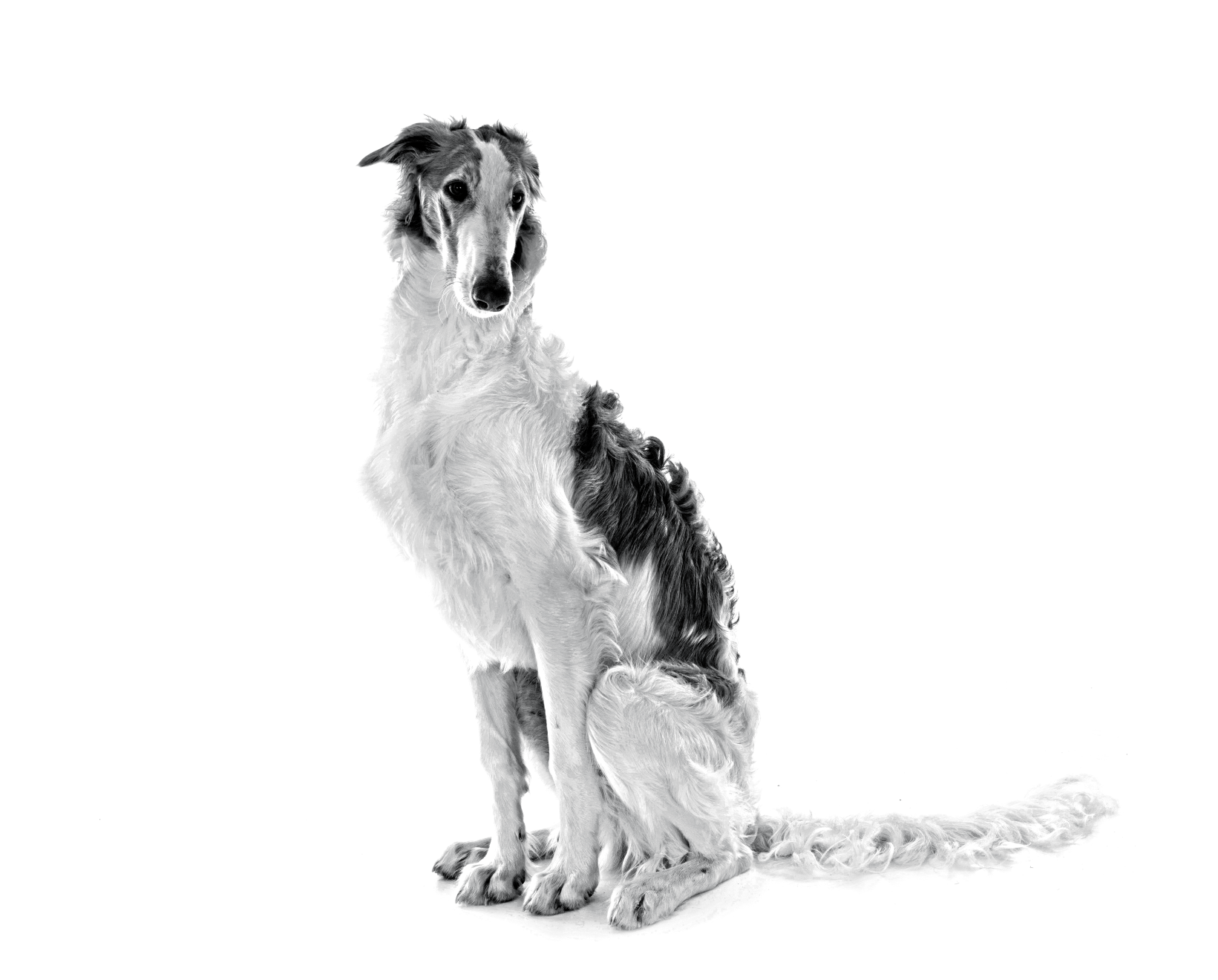 borzoi-bw-2