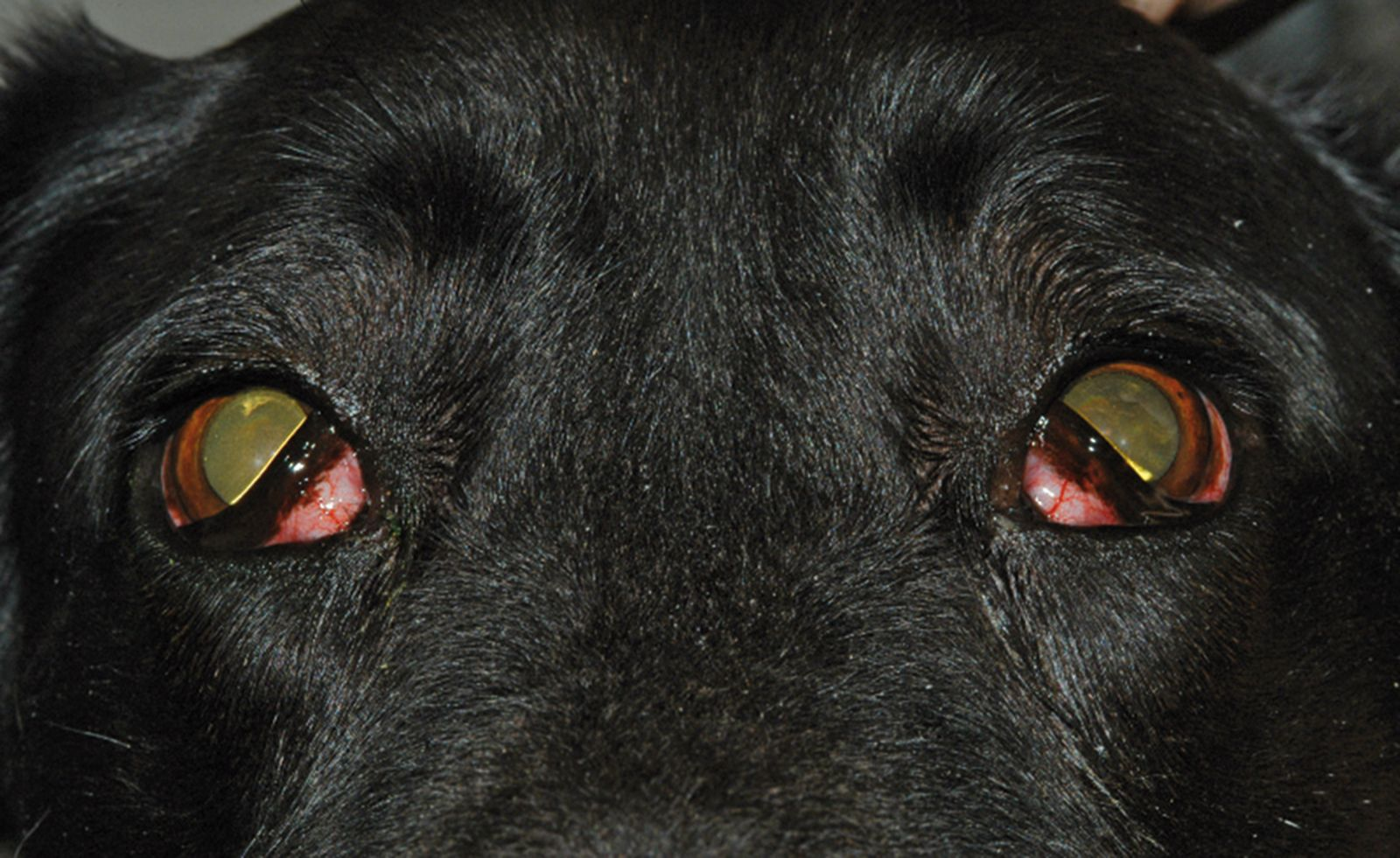 Exophtalmie bilatérale chez un Labrador atteint 