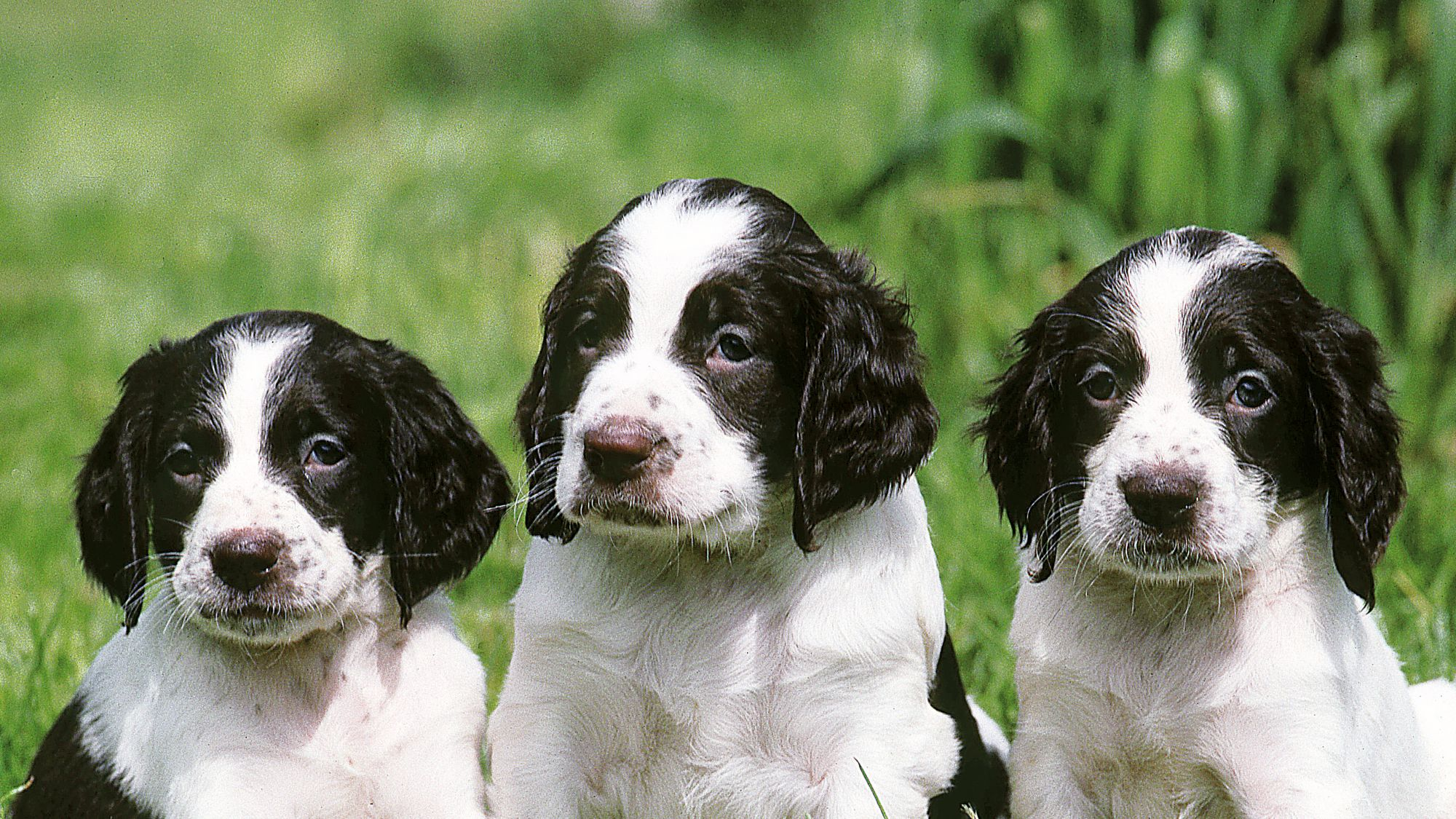 Three young French Spaniel puppies sat in a row in grass