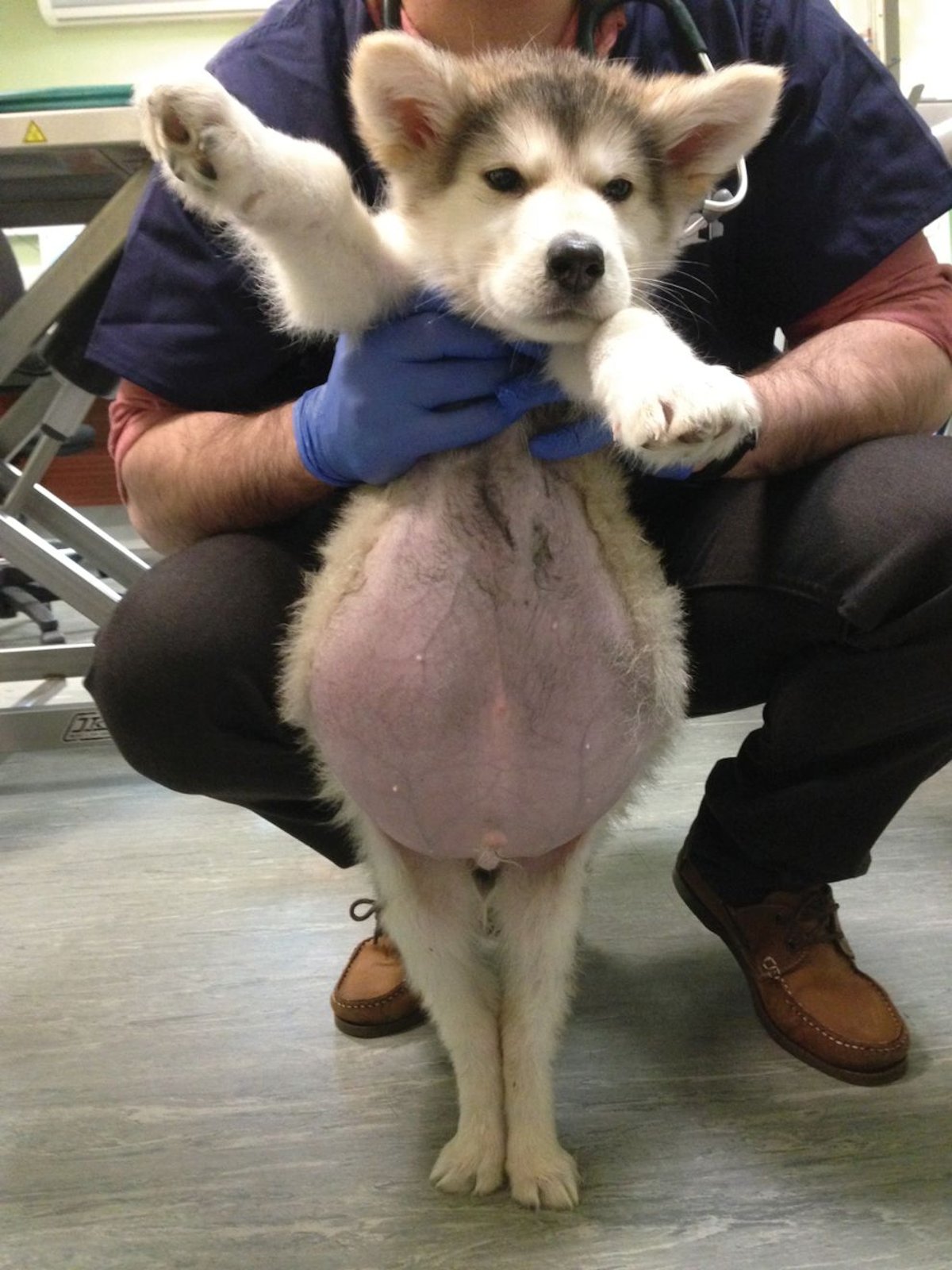 A 3-month-old puppy with ascites due to portal vein hypoplasia and portal hypertension.
