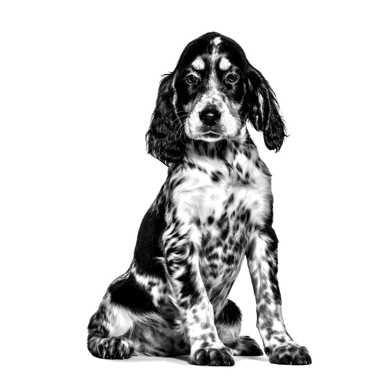 GASTROINTESTINAL PUPPY Mousse | Royal Canin AT