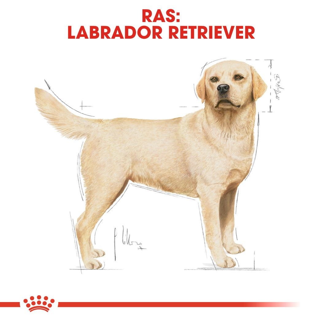 Labrador Retriever Adult