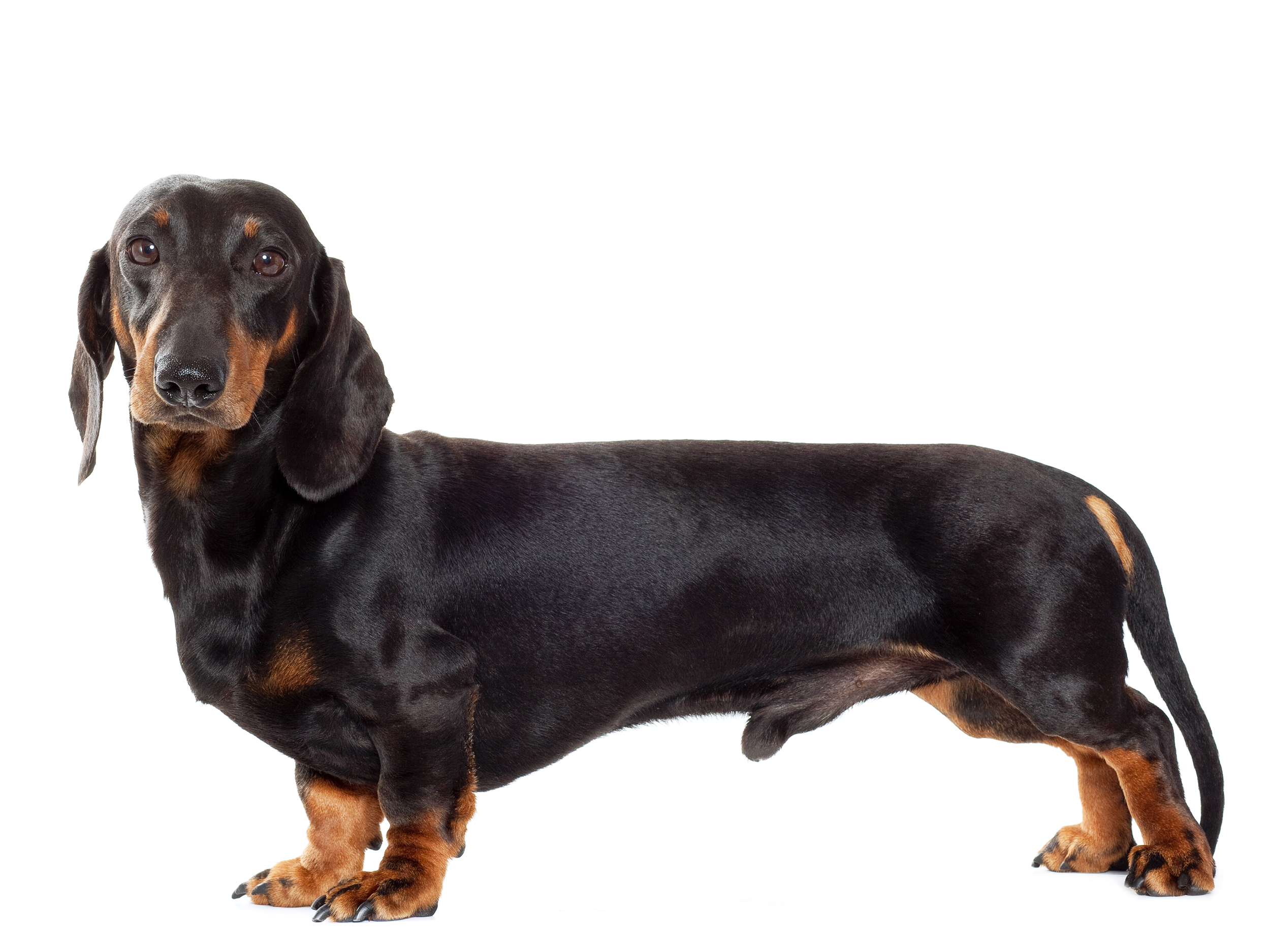 Dachshund adulto de pé, a preto e branco sobre um fundo branco