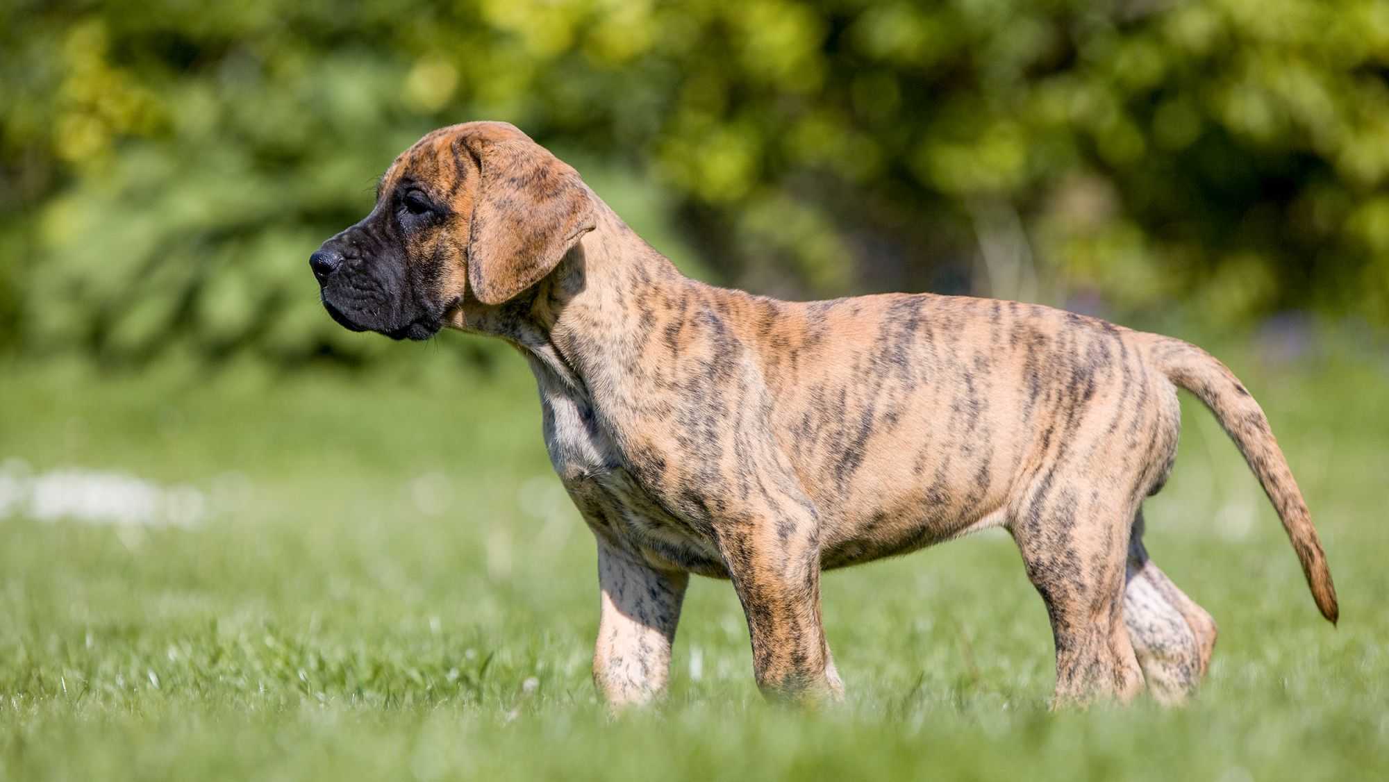 Anak anjing Great Dane berdiri di taman