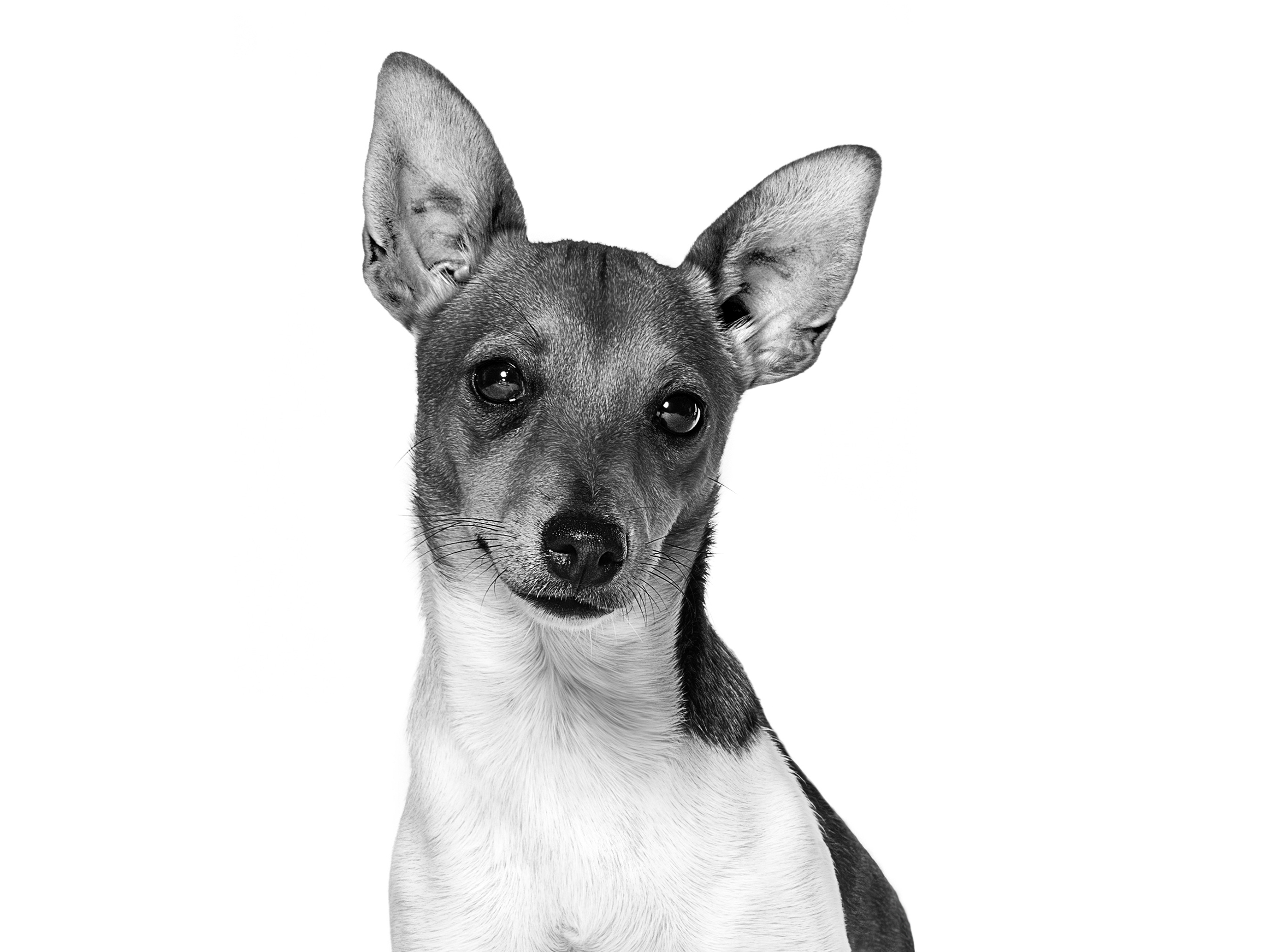 Португальская средняя кроличья собака, черно-белое изображение