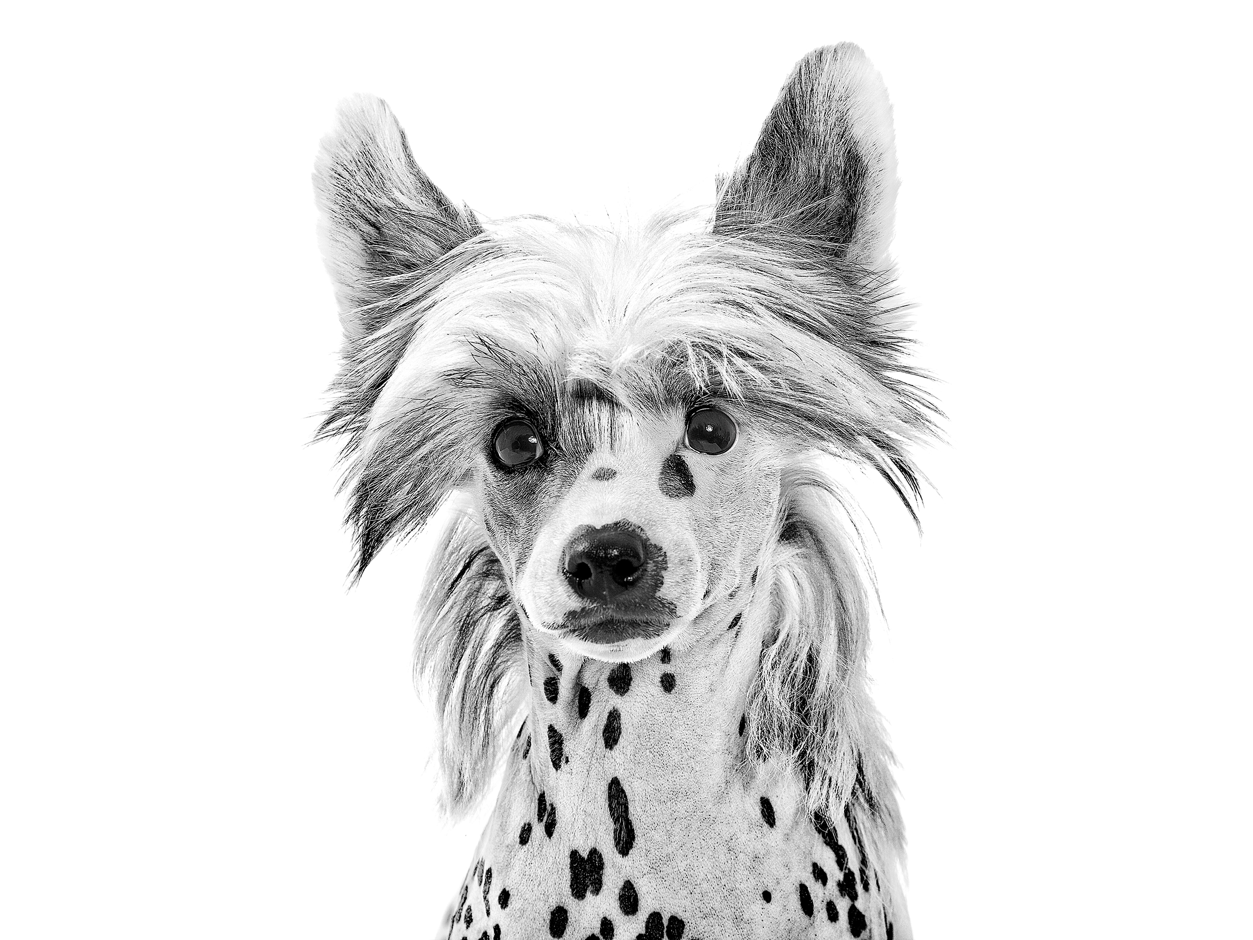 Chinese Crested Dog adult in black and white