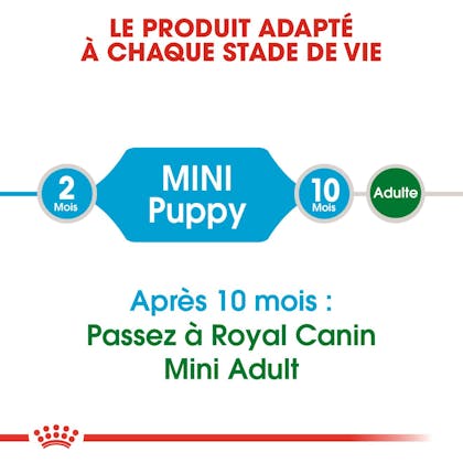 RC-SHN-Puppy-Mini-CV1_006_FRANCE-FRENCH